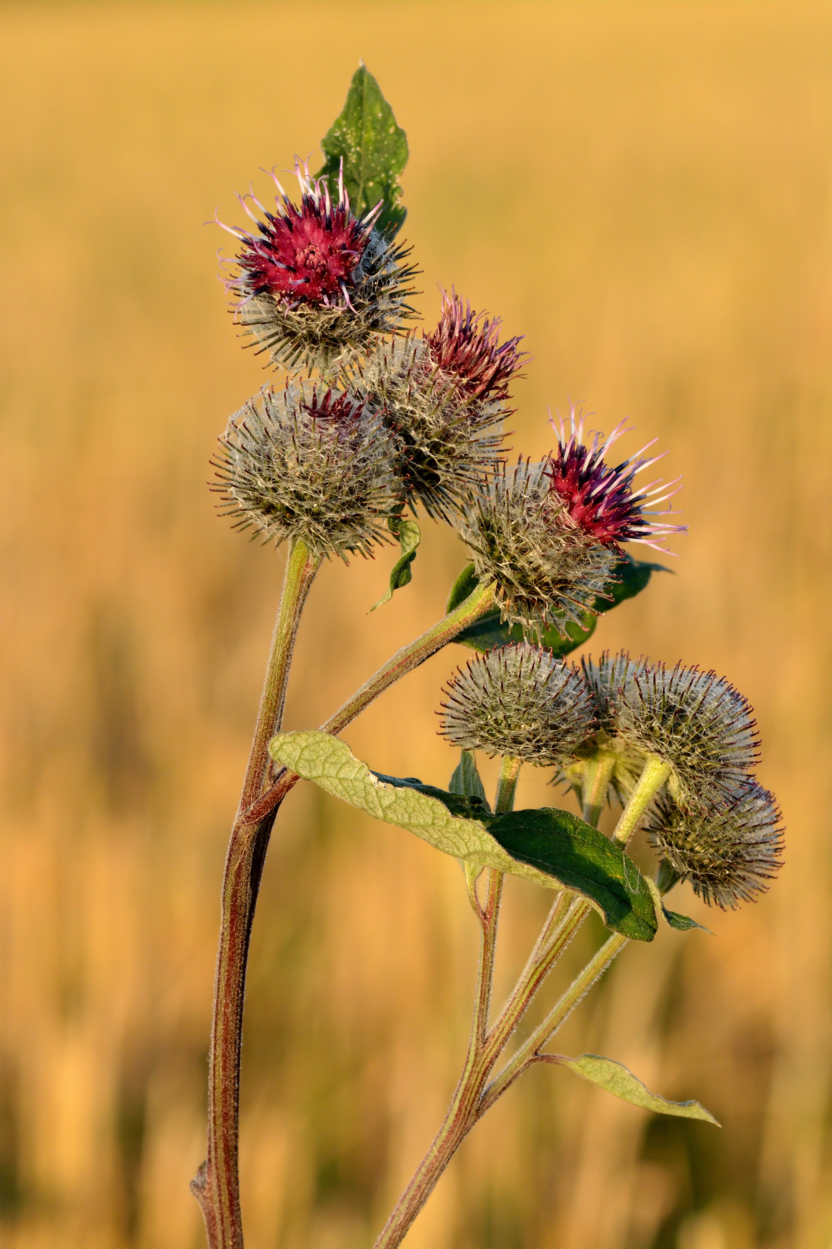 Arctium tomentosum - Keila