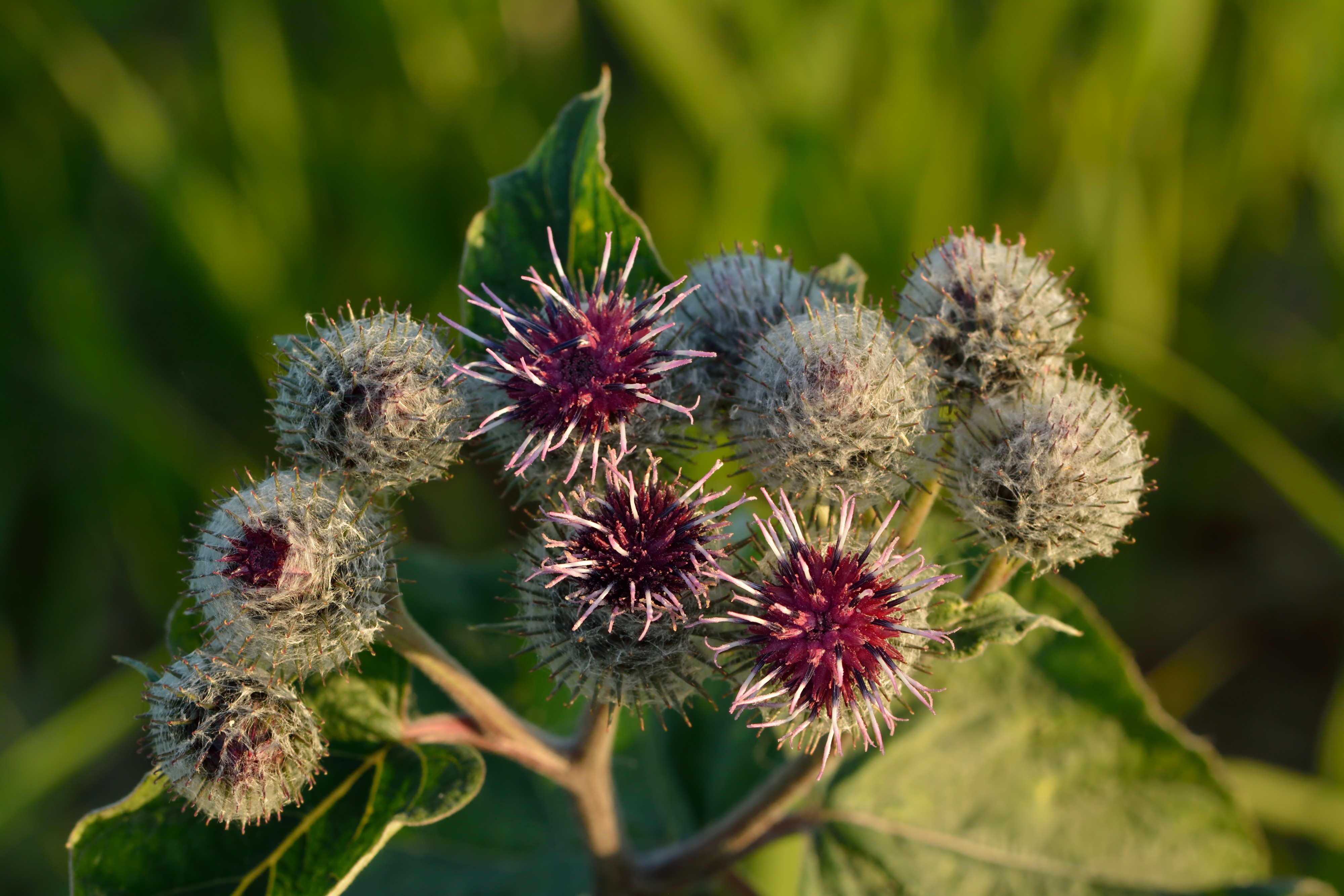 Arctium tomentosum - villtakjas