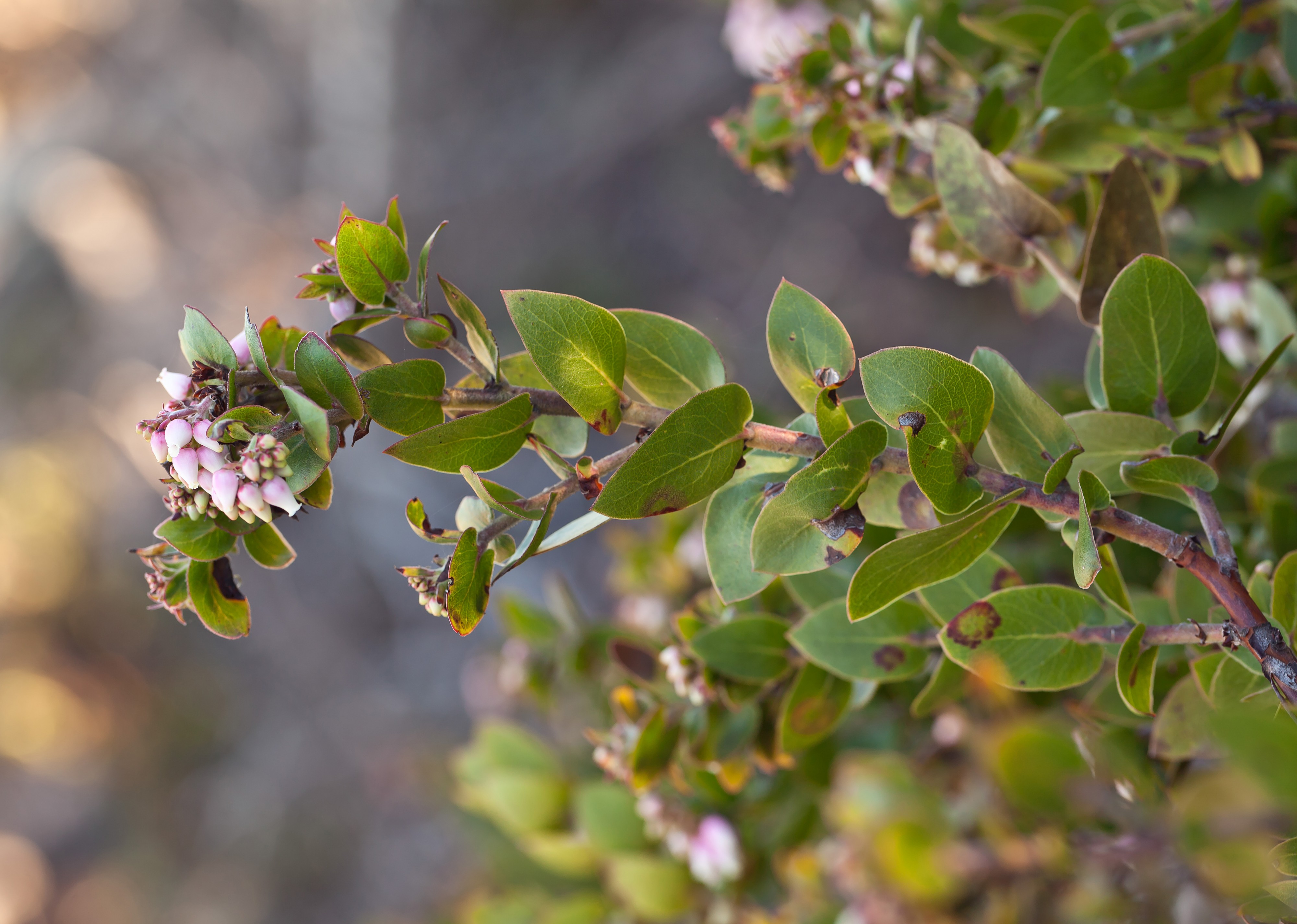 Arctostaphylos osoensis (Oso manzanita) (32615346866)