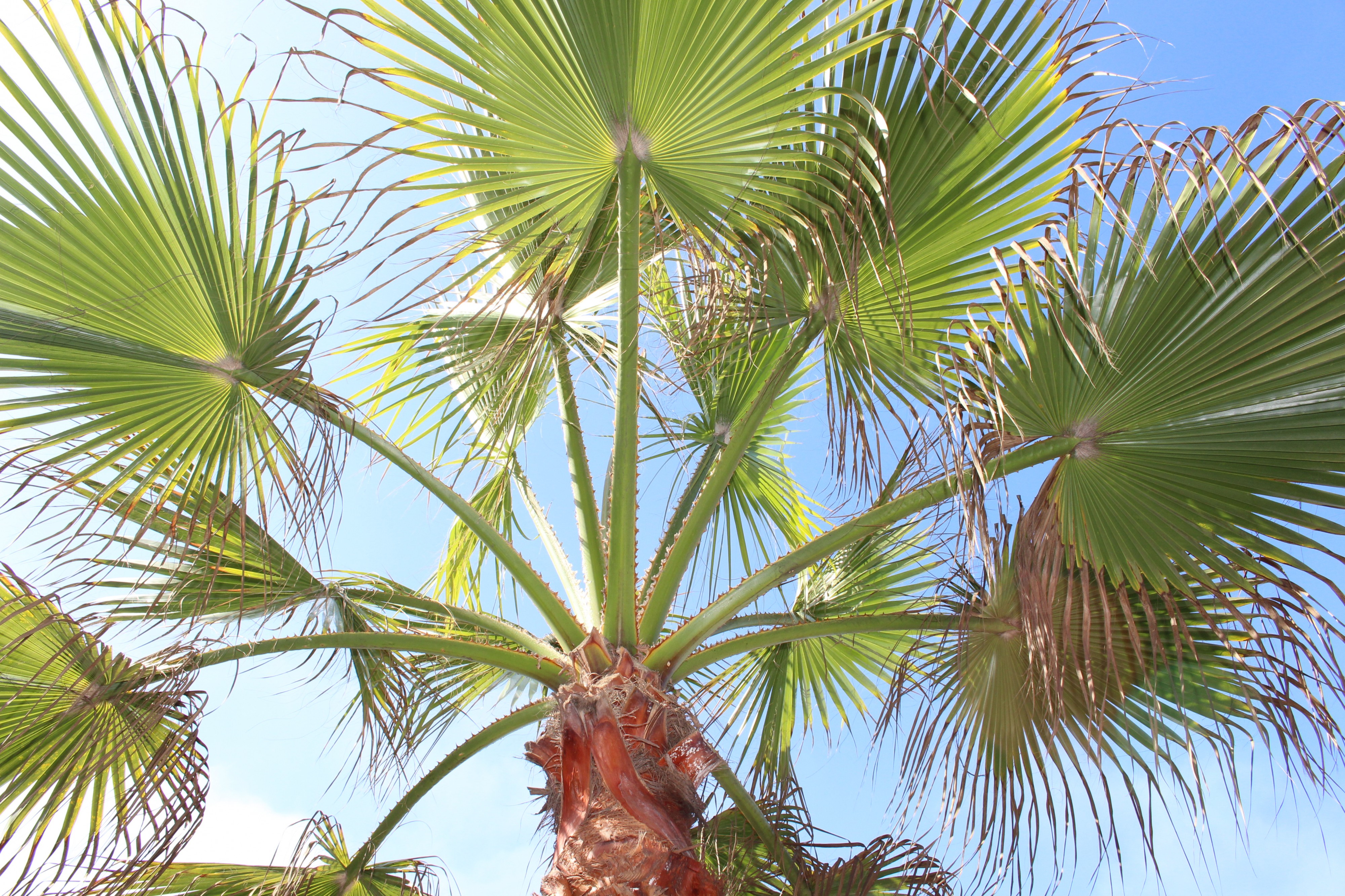 Arecales - Livistona chinensis - 1