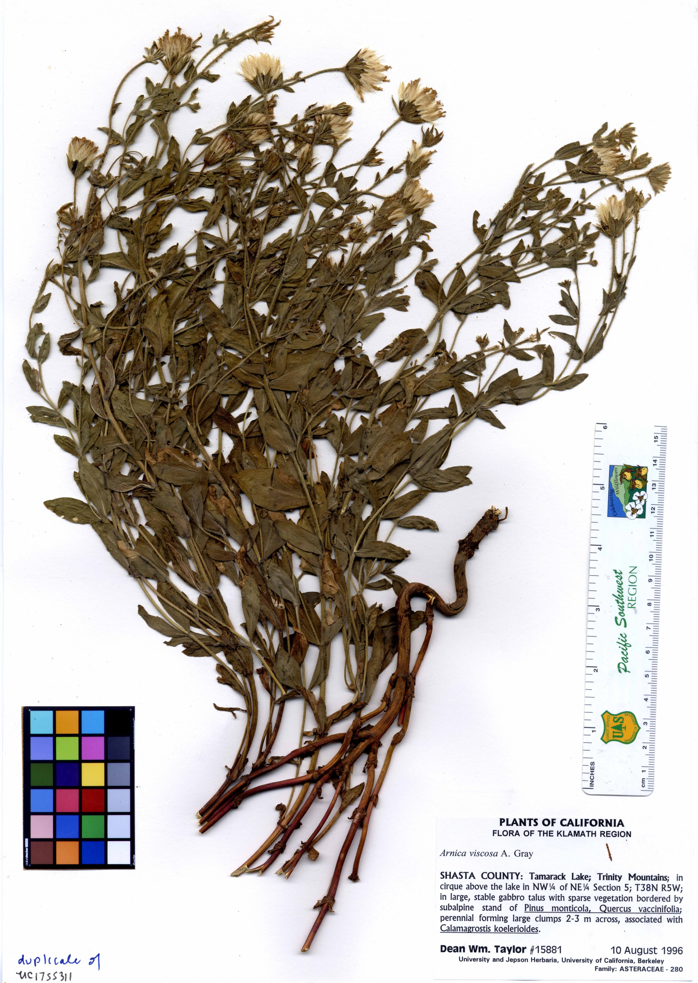 Arnica viscosa -15881 (16180666409)