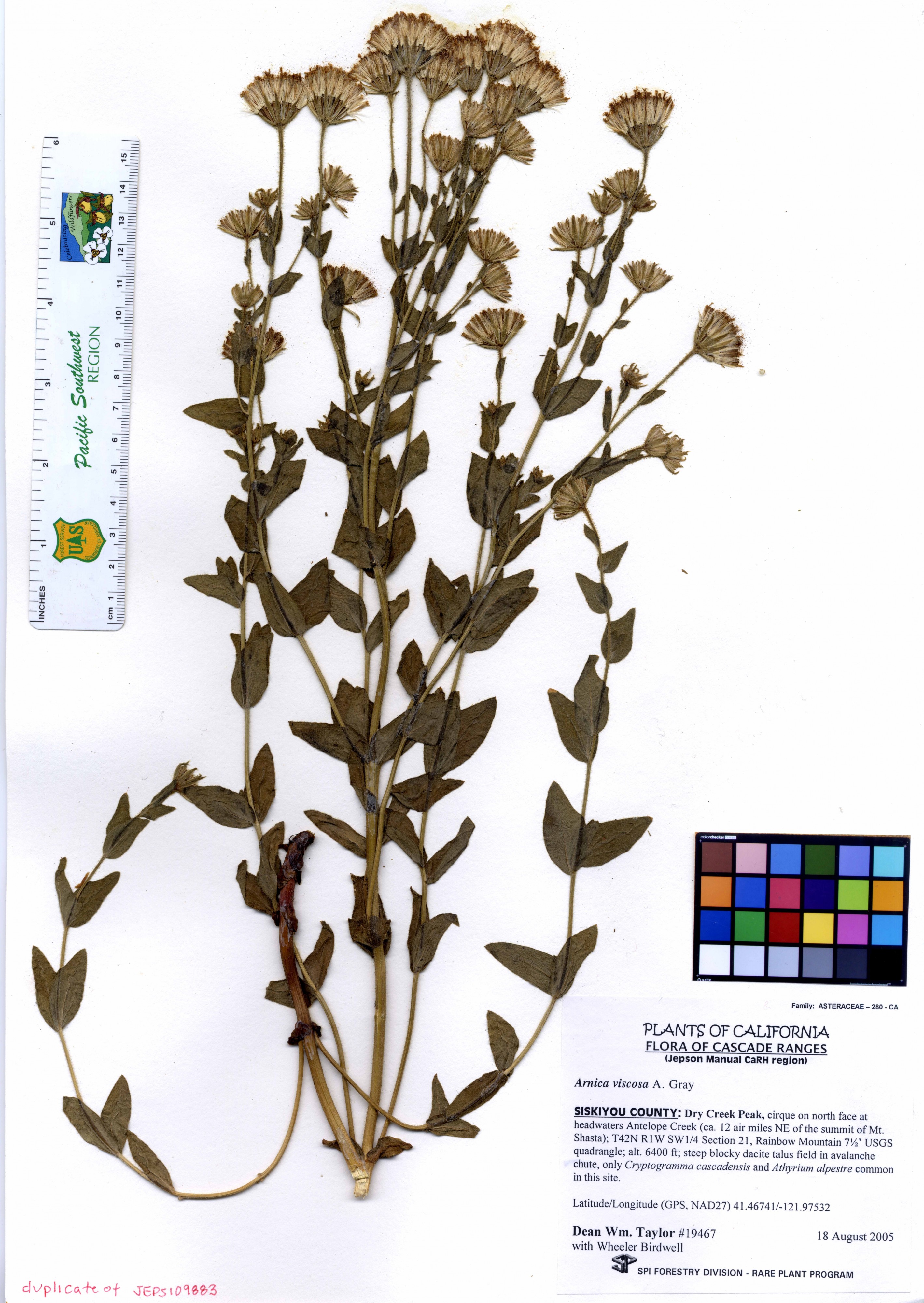 Arnica viscosa -19467 (16340917336)