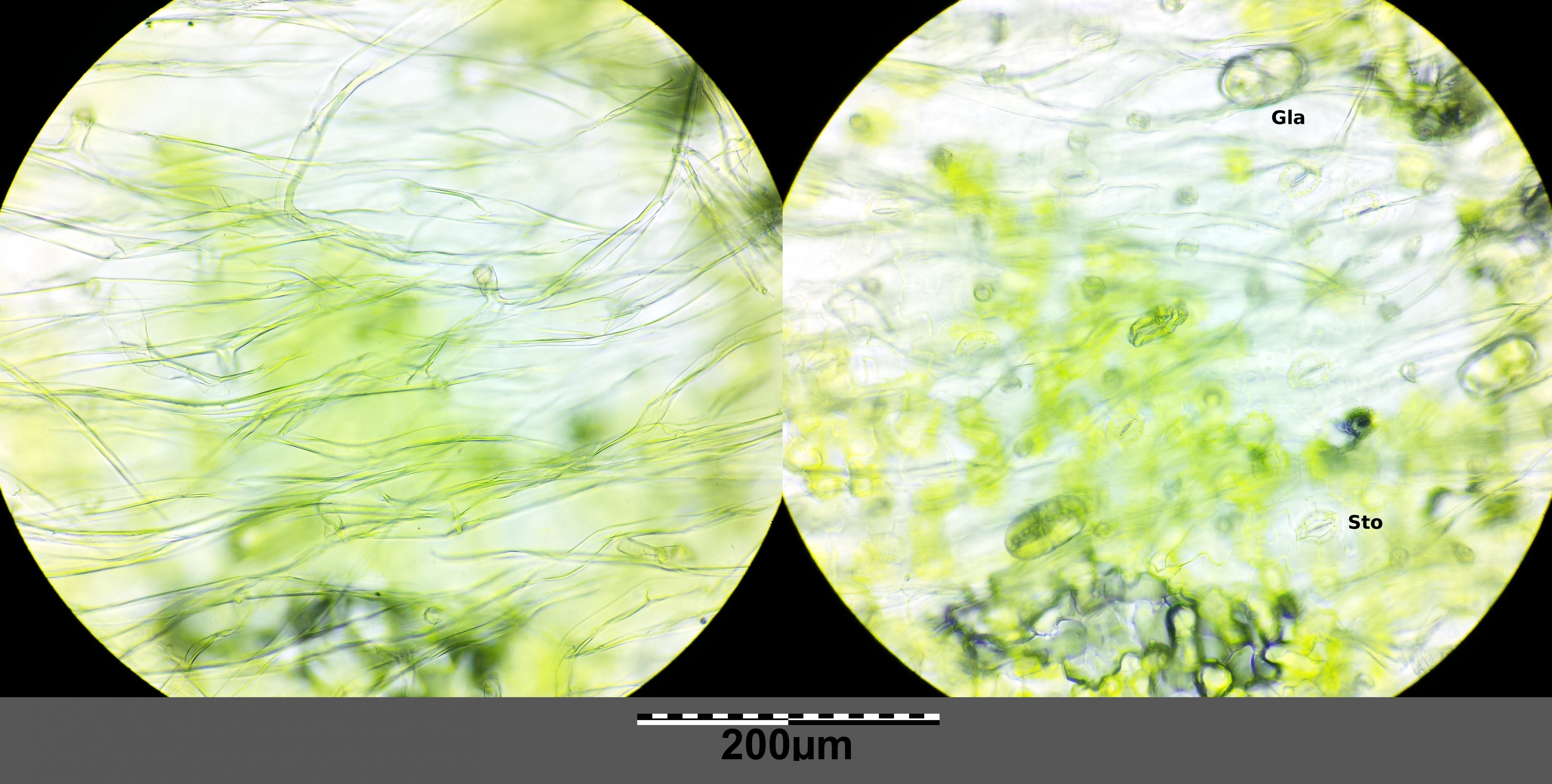Artemisia absinthium sl15