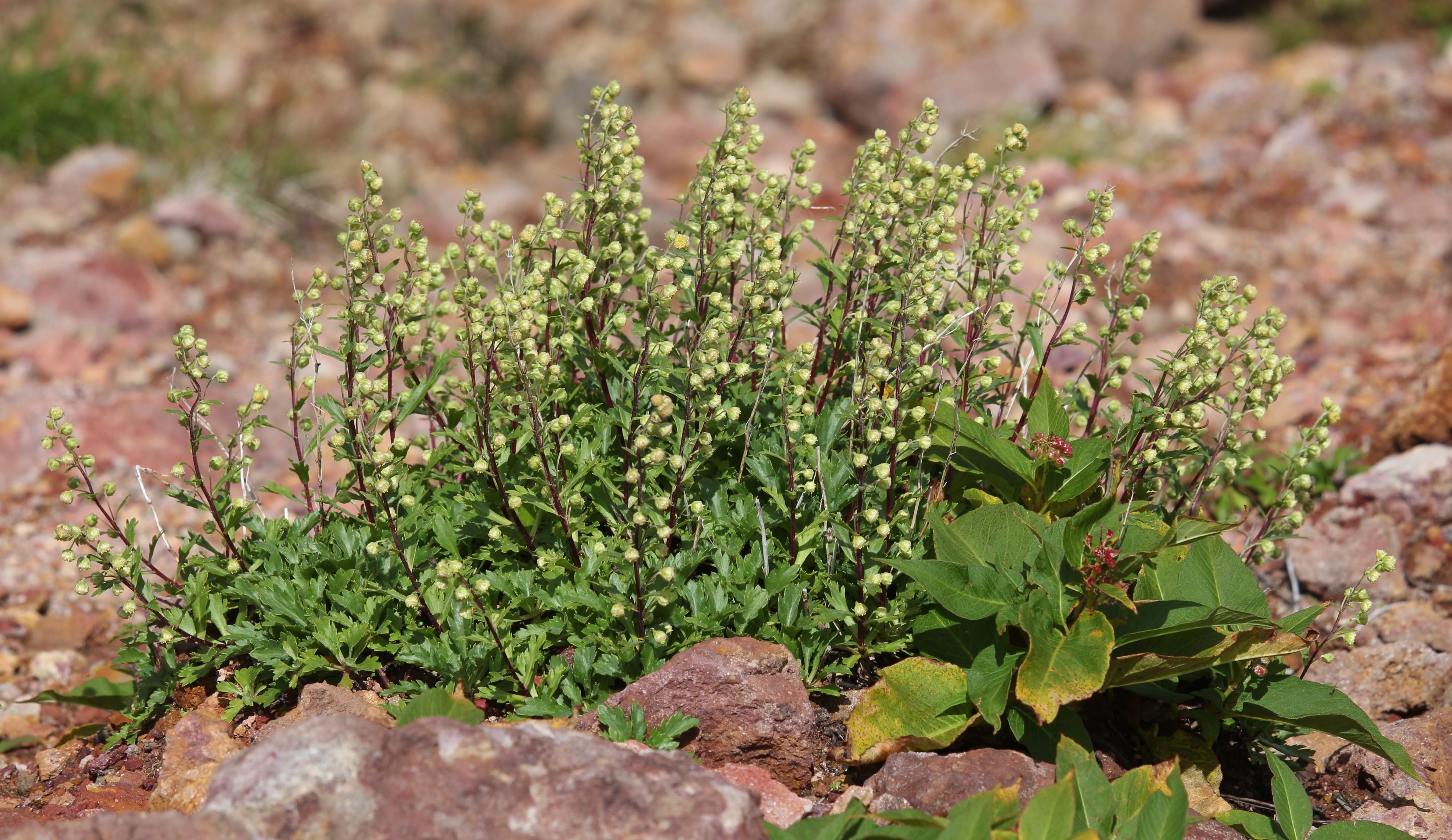 Artemisia pedunculosa