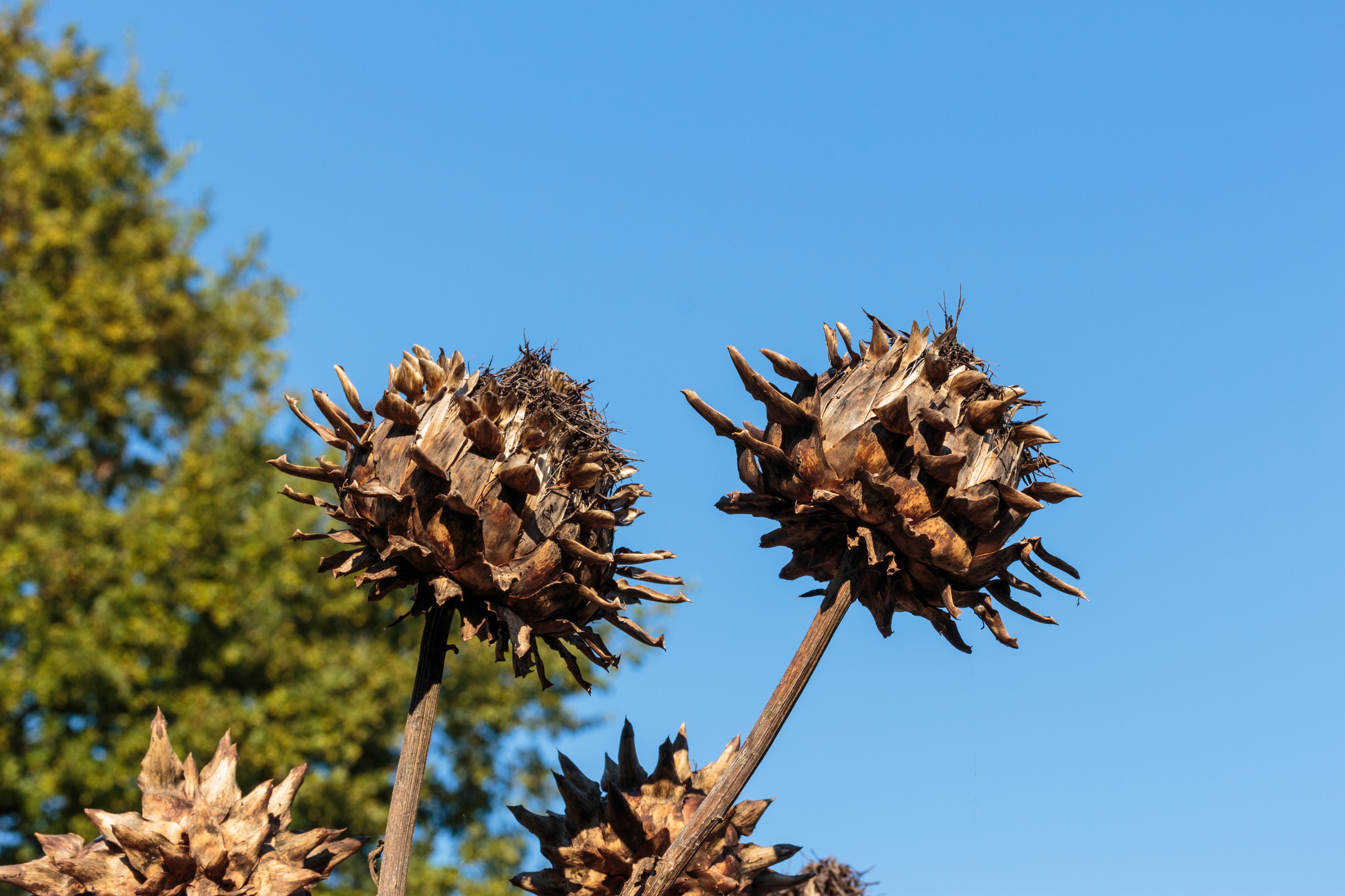 Artisjok Cynara scolymus. Locatie, De Kruidhof Buitenpost 02