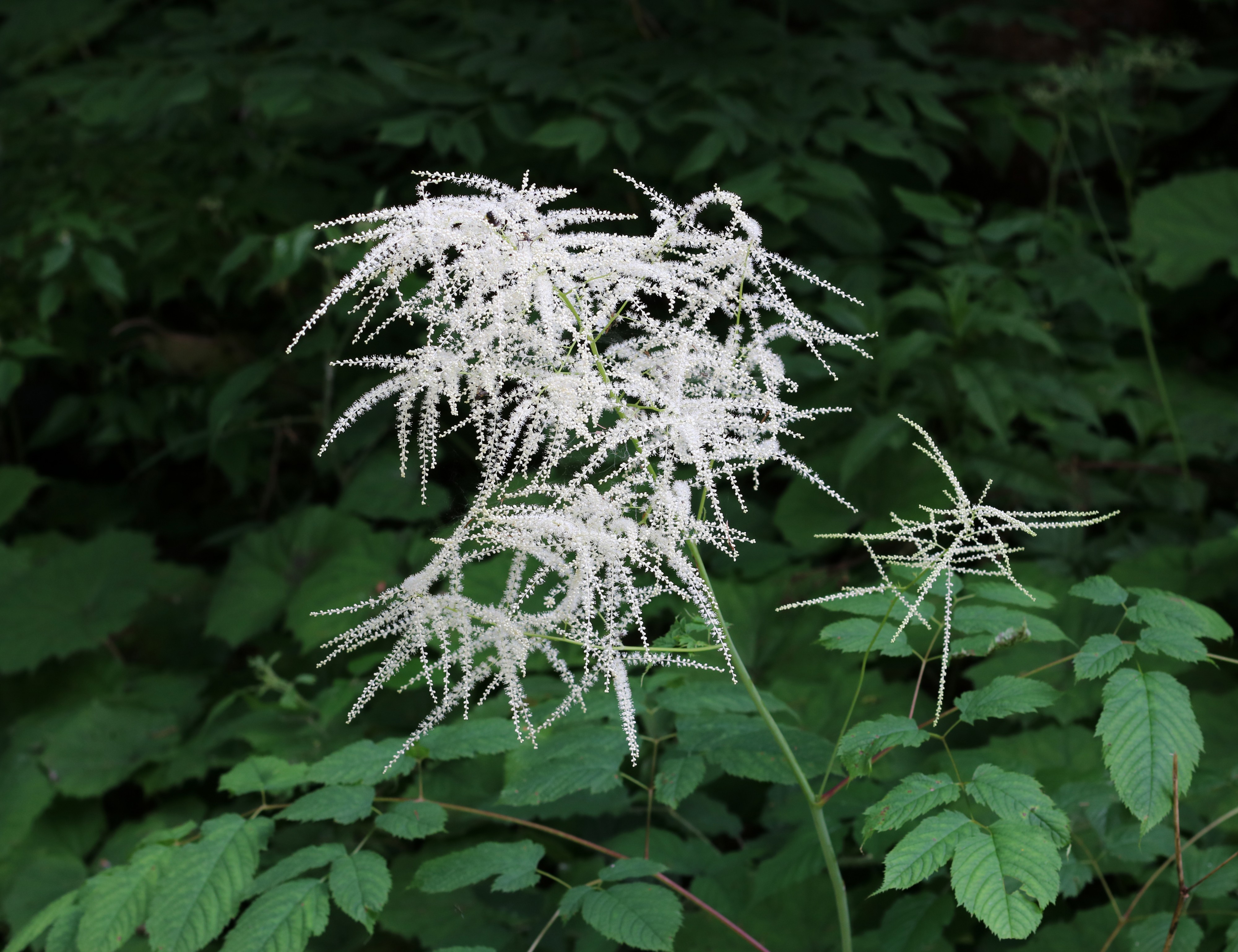 Aruncus dioicus 2016 G1