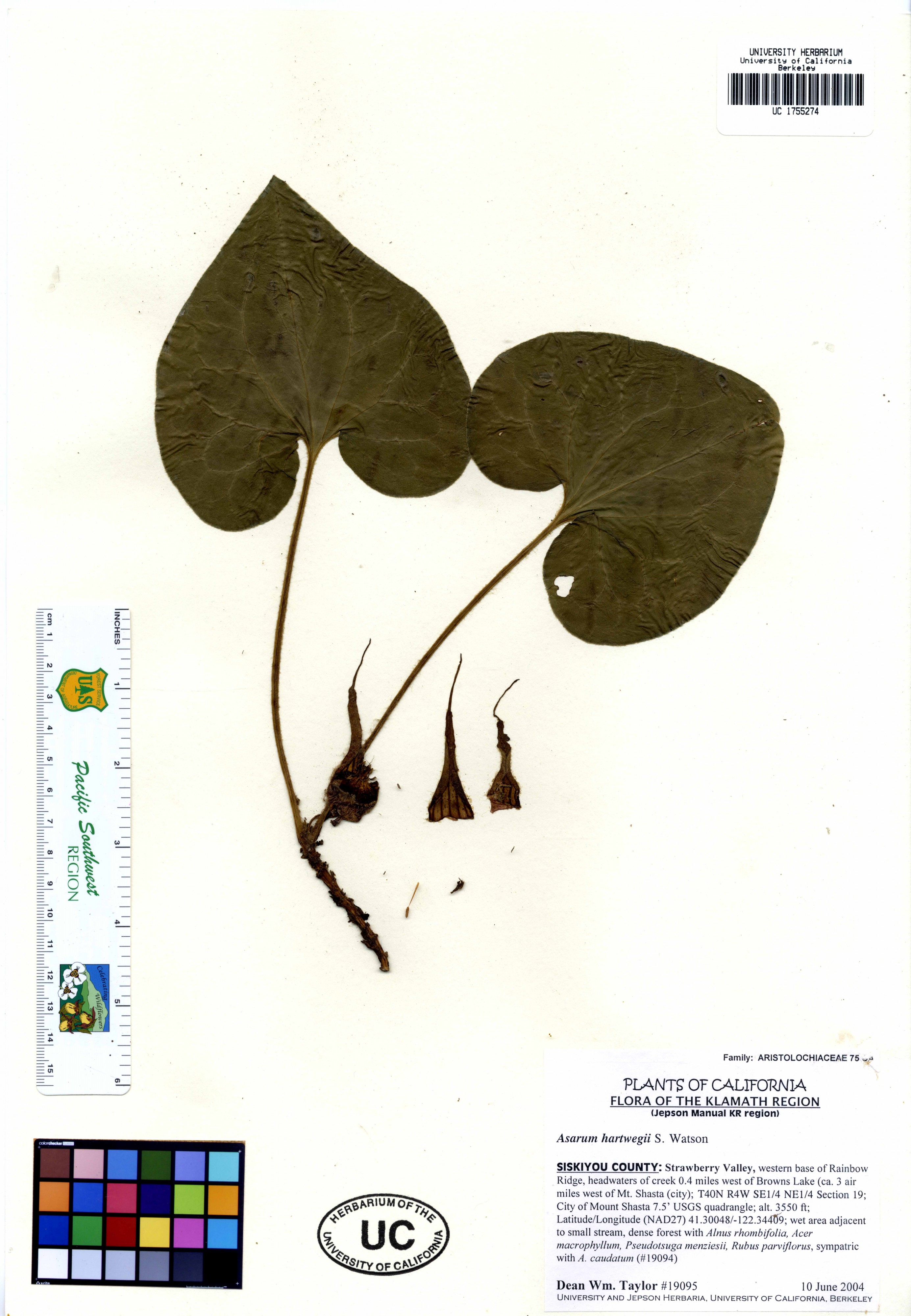 Asarum hartwegii -19095 (22476682445)