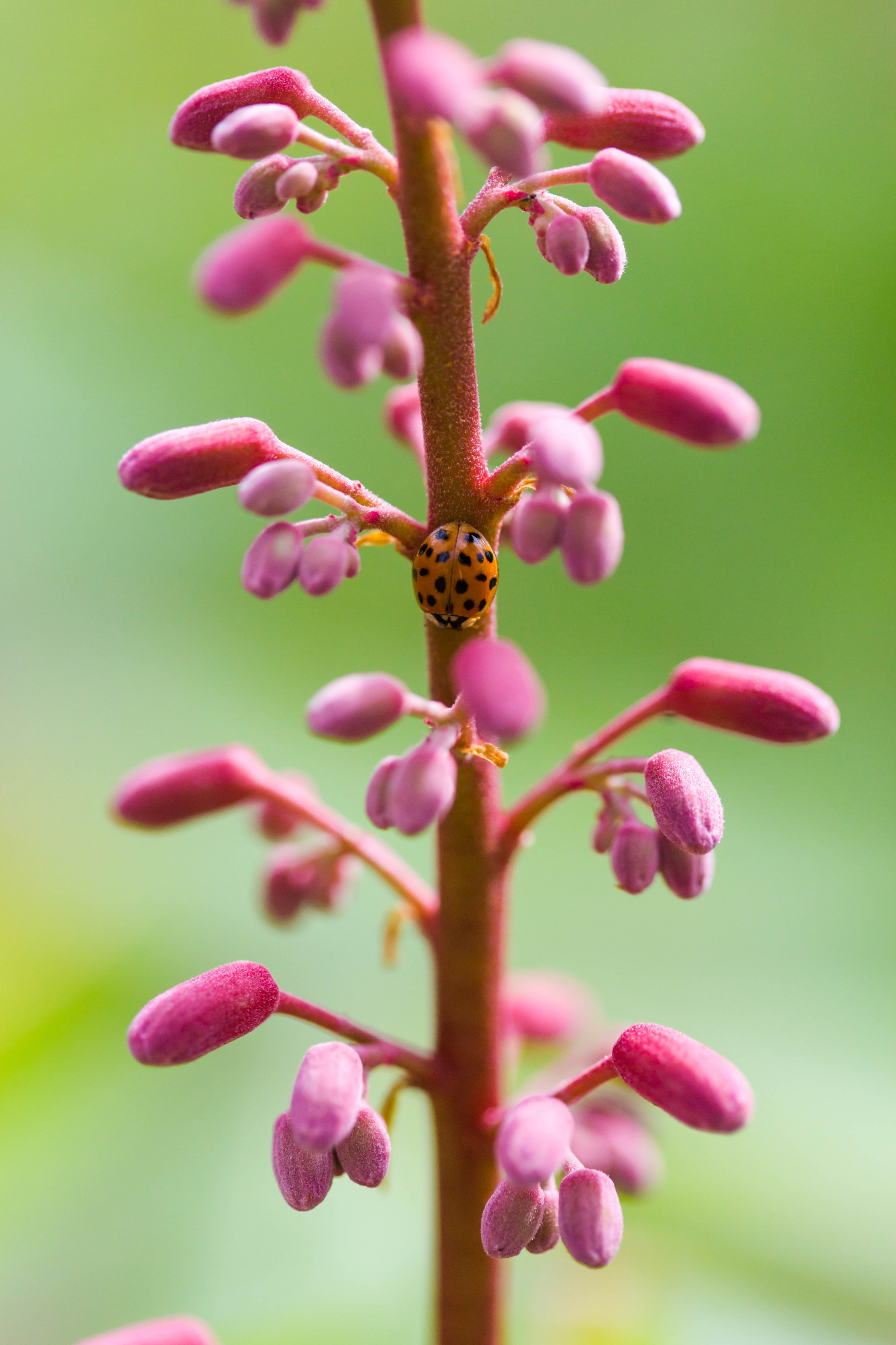 Asian lady beetle (25284875944)