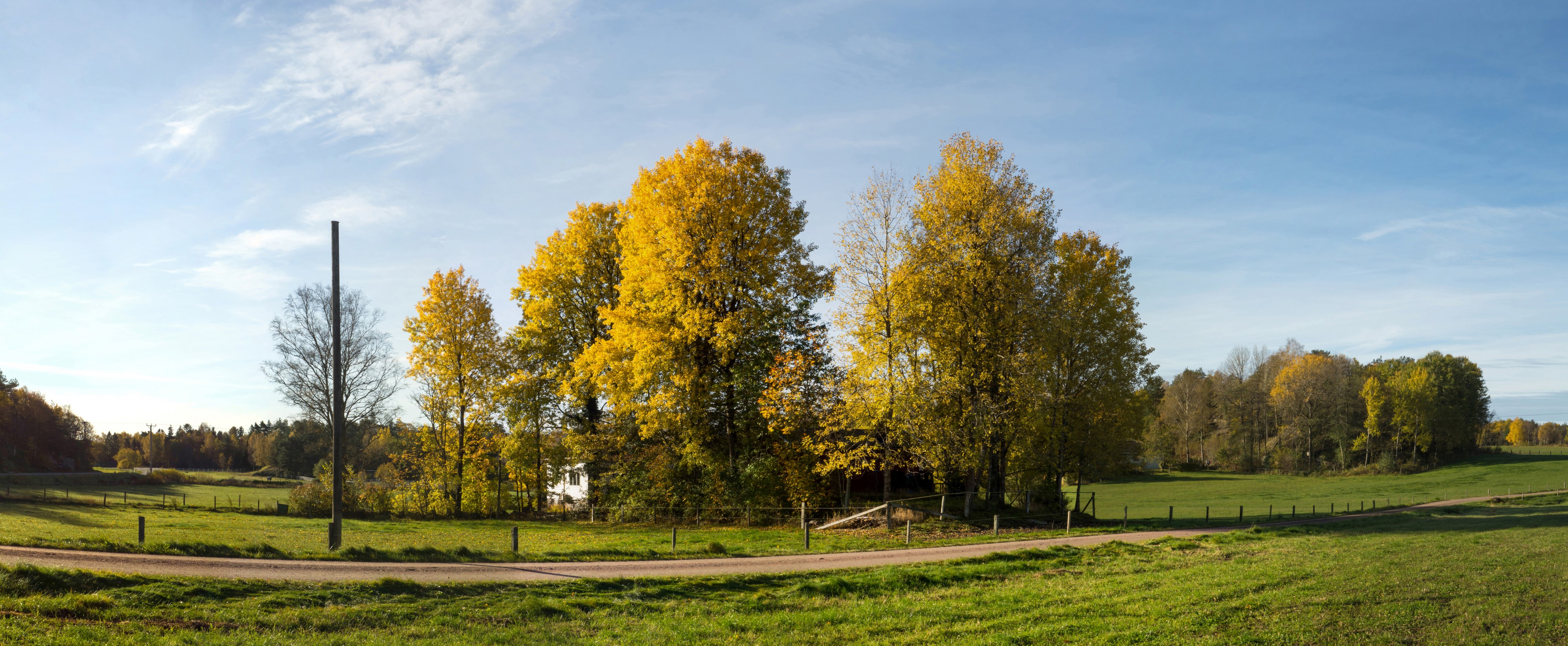 Aspen groves in Öhed