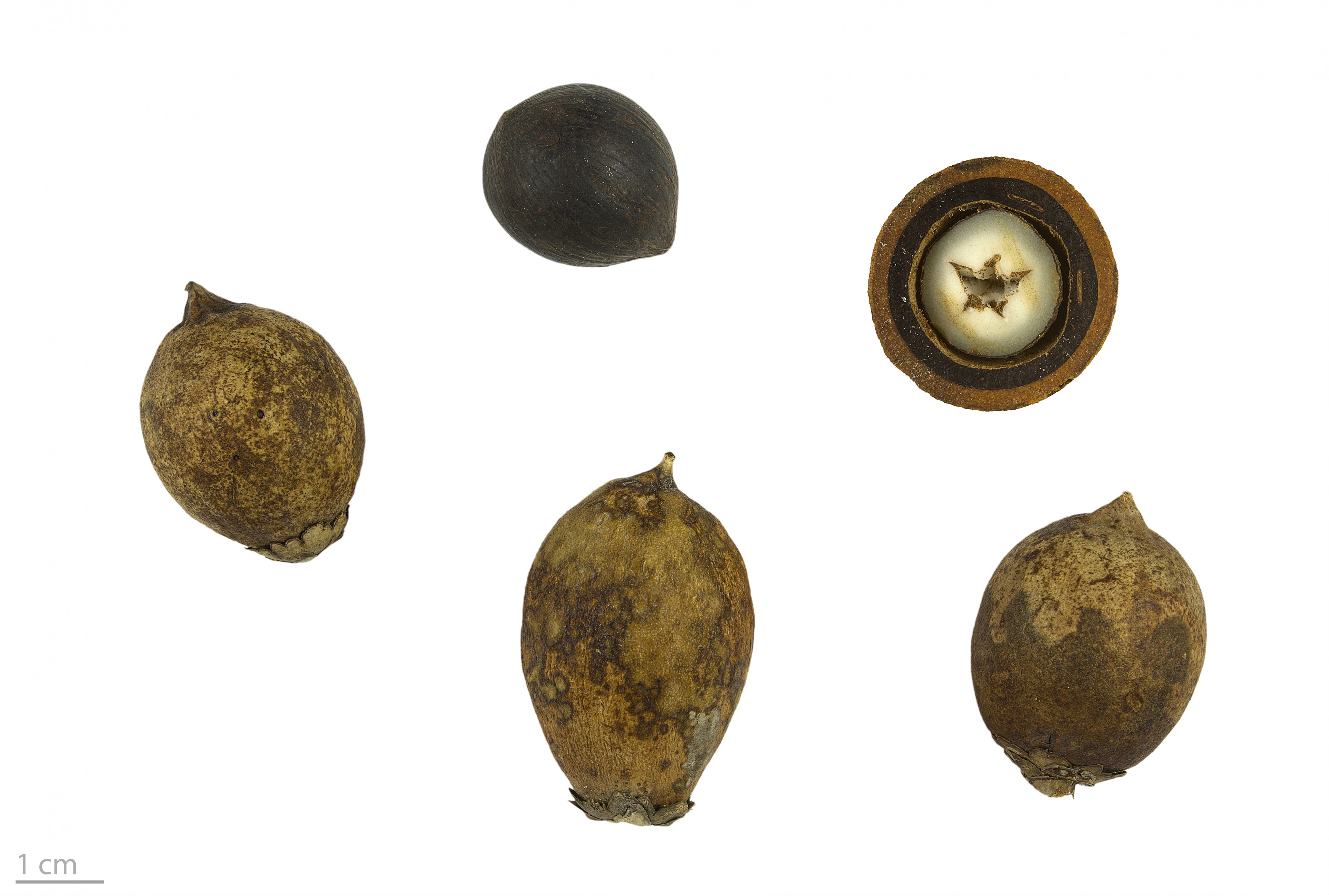 Astrocaryum aculeatum MHNT.BOT.2017.10.18
