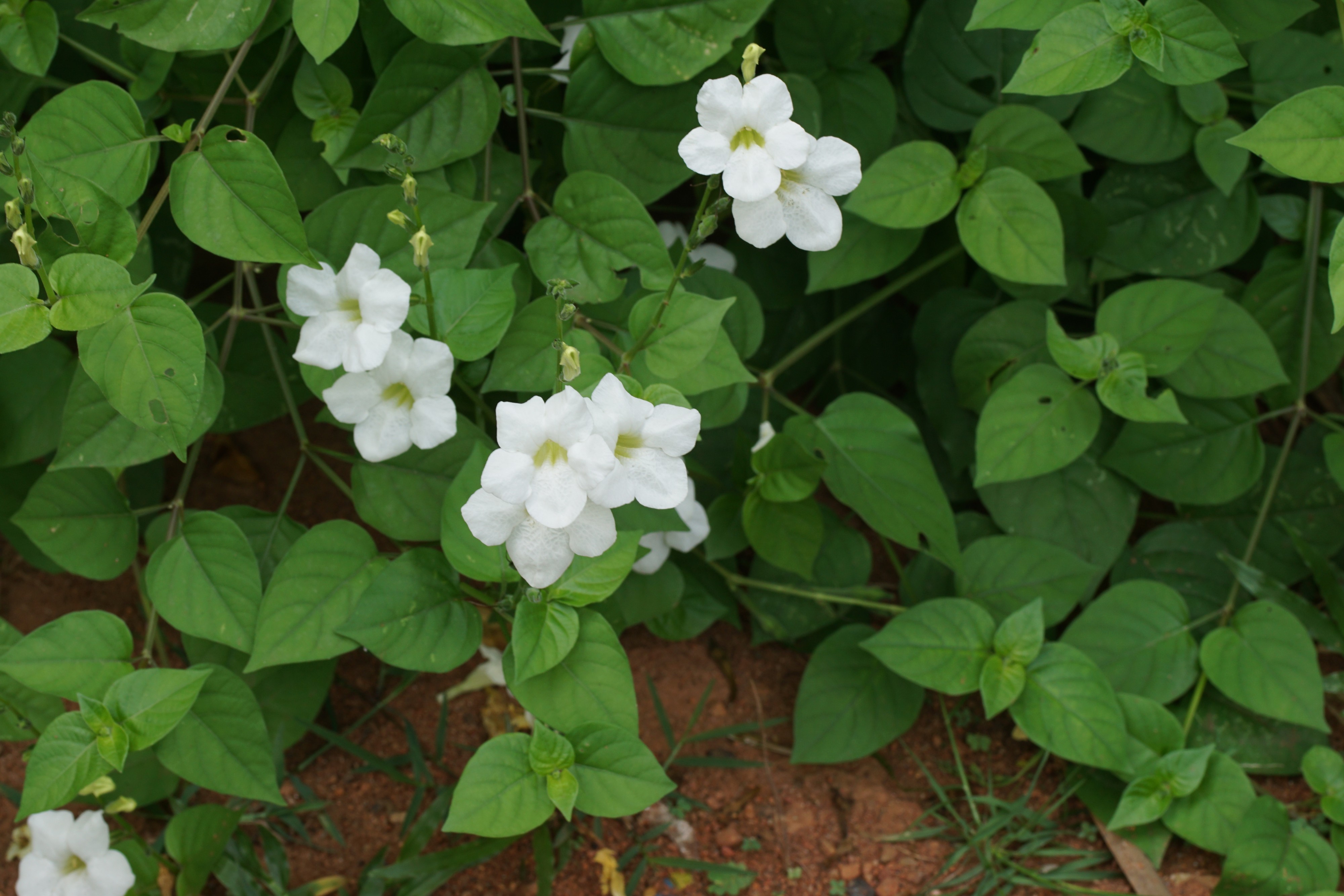 Asystasia gangetica 09277
