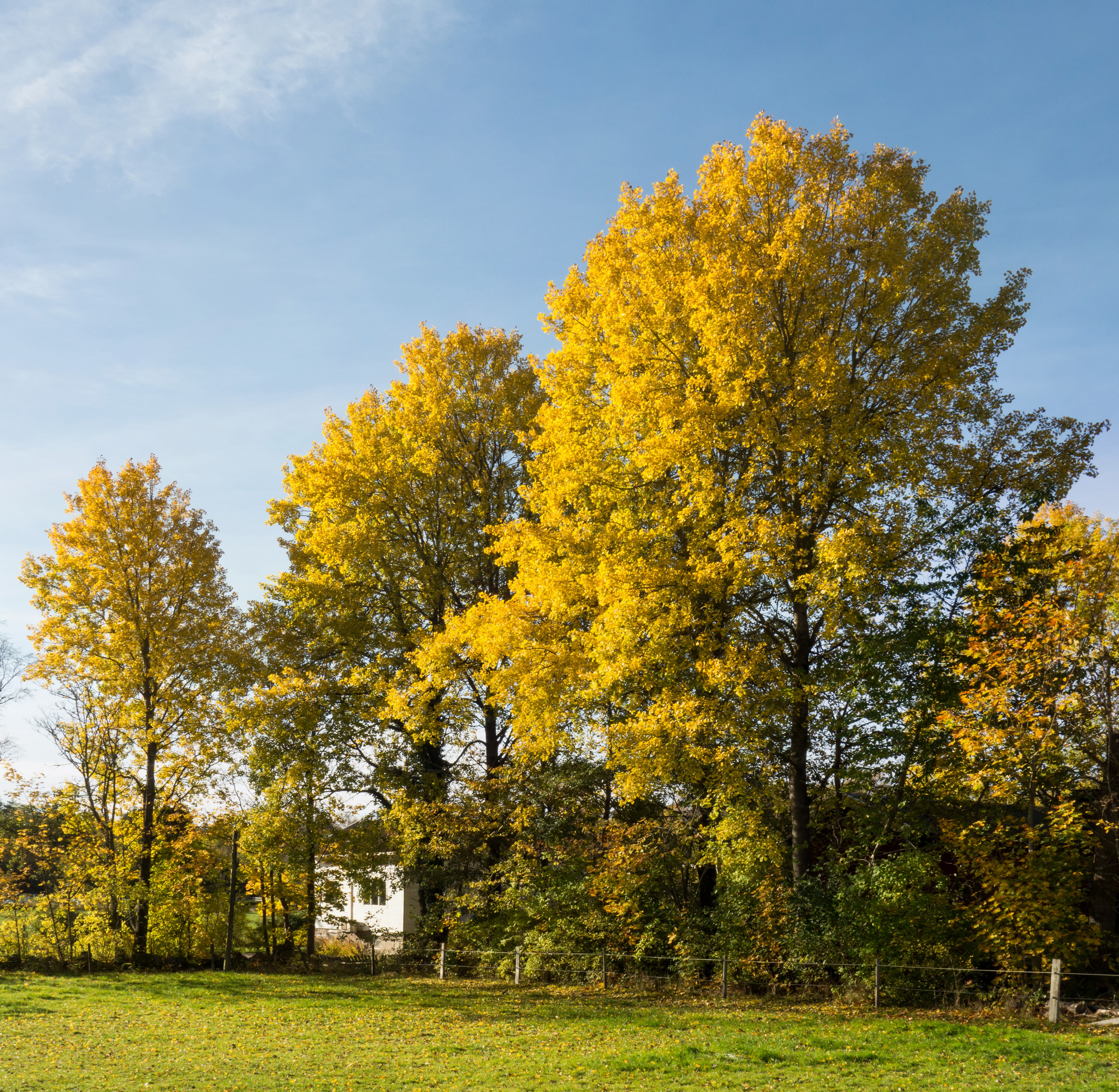Autumn aspens in Öhed