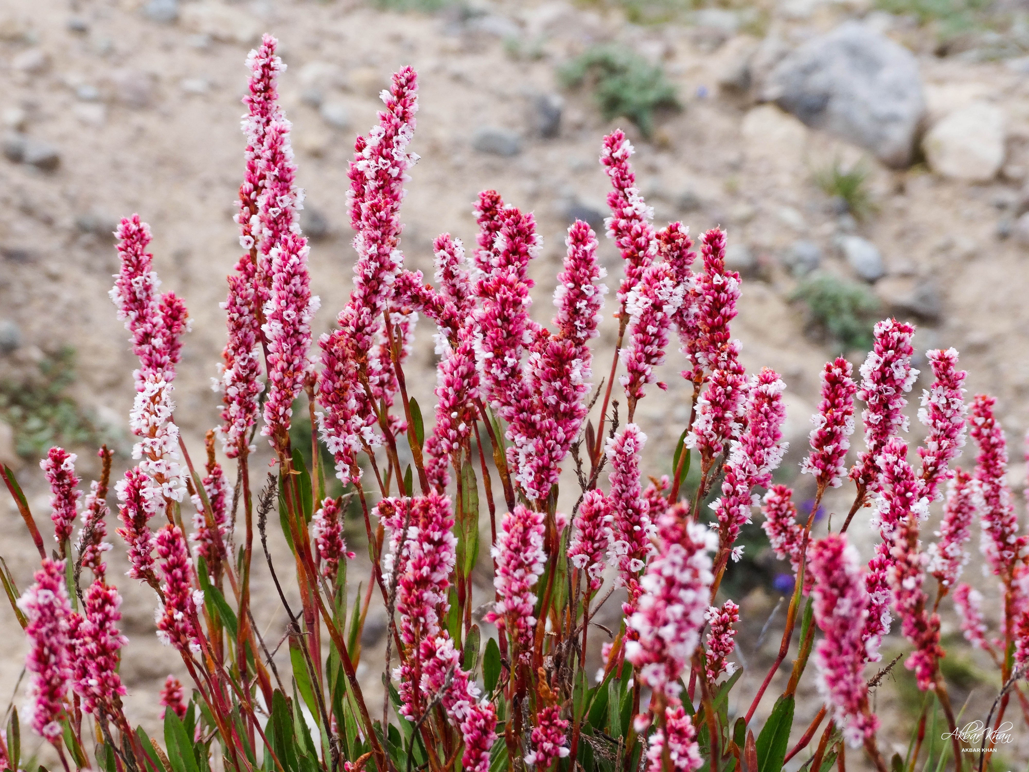 Beautiful Deosi Flowers