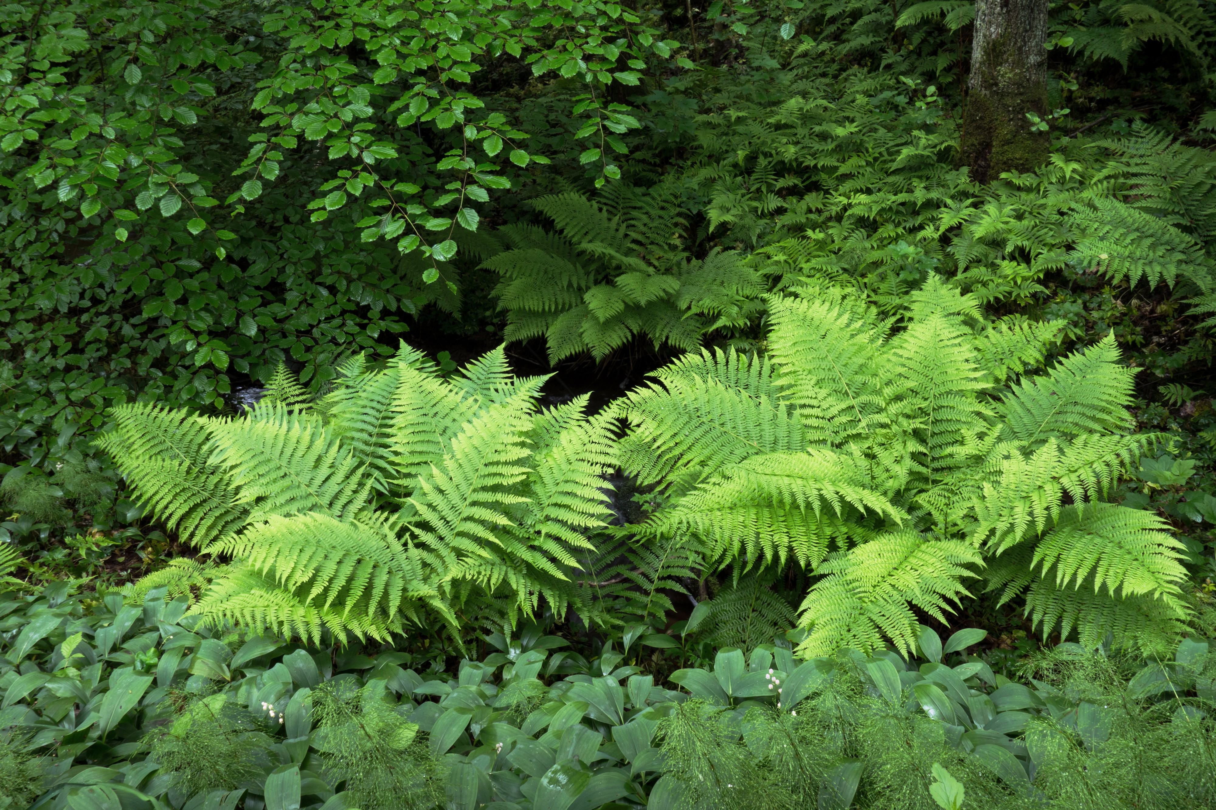 Beech, ferns and lily of the valley in Gullmarsskogen 1
