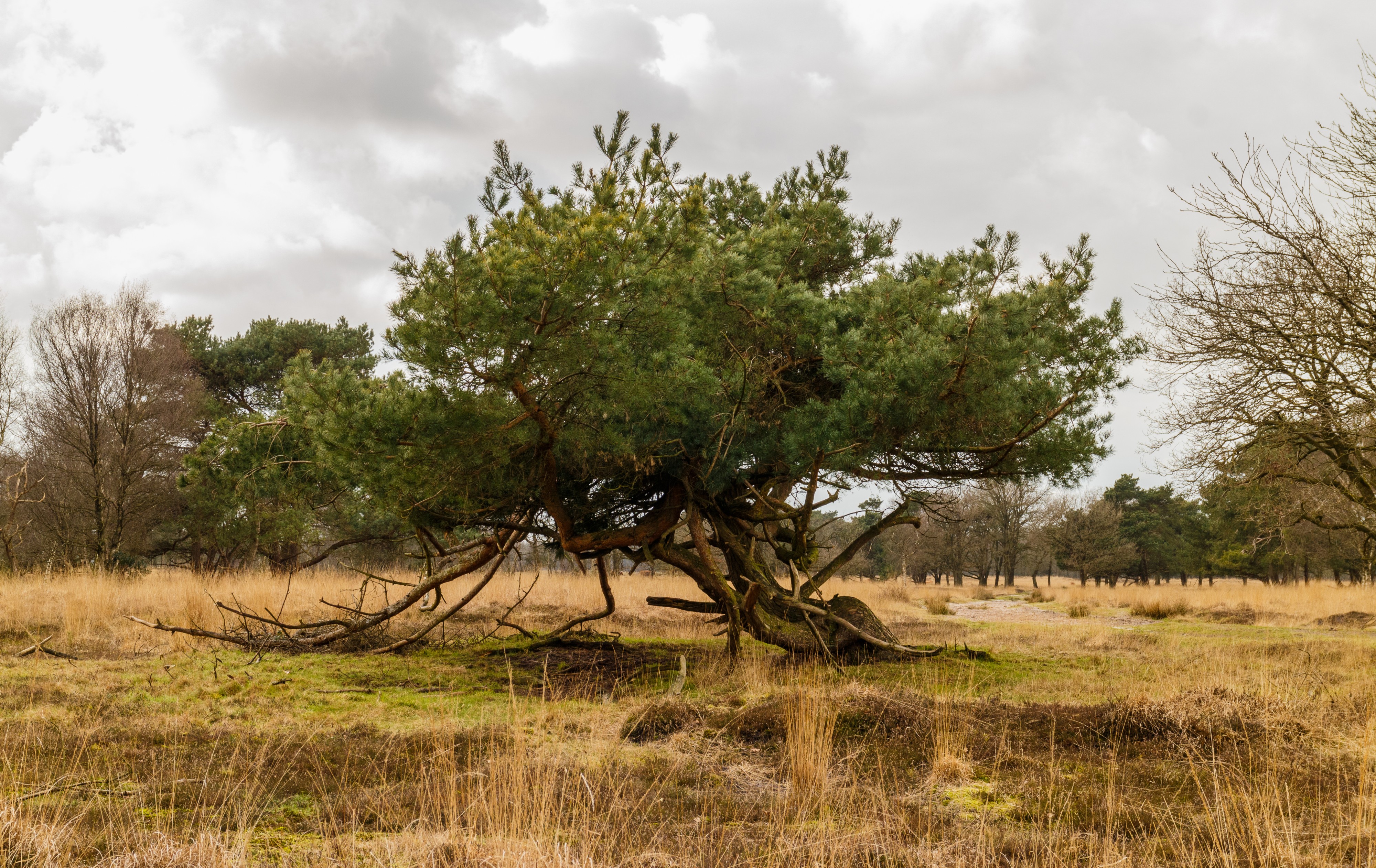 Beeldbepalende vliegden (Pinus sylvestris). Locatie, natuurgebied Delleboersterheide – Catspoele 01