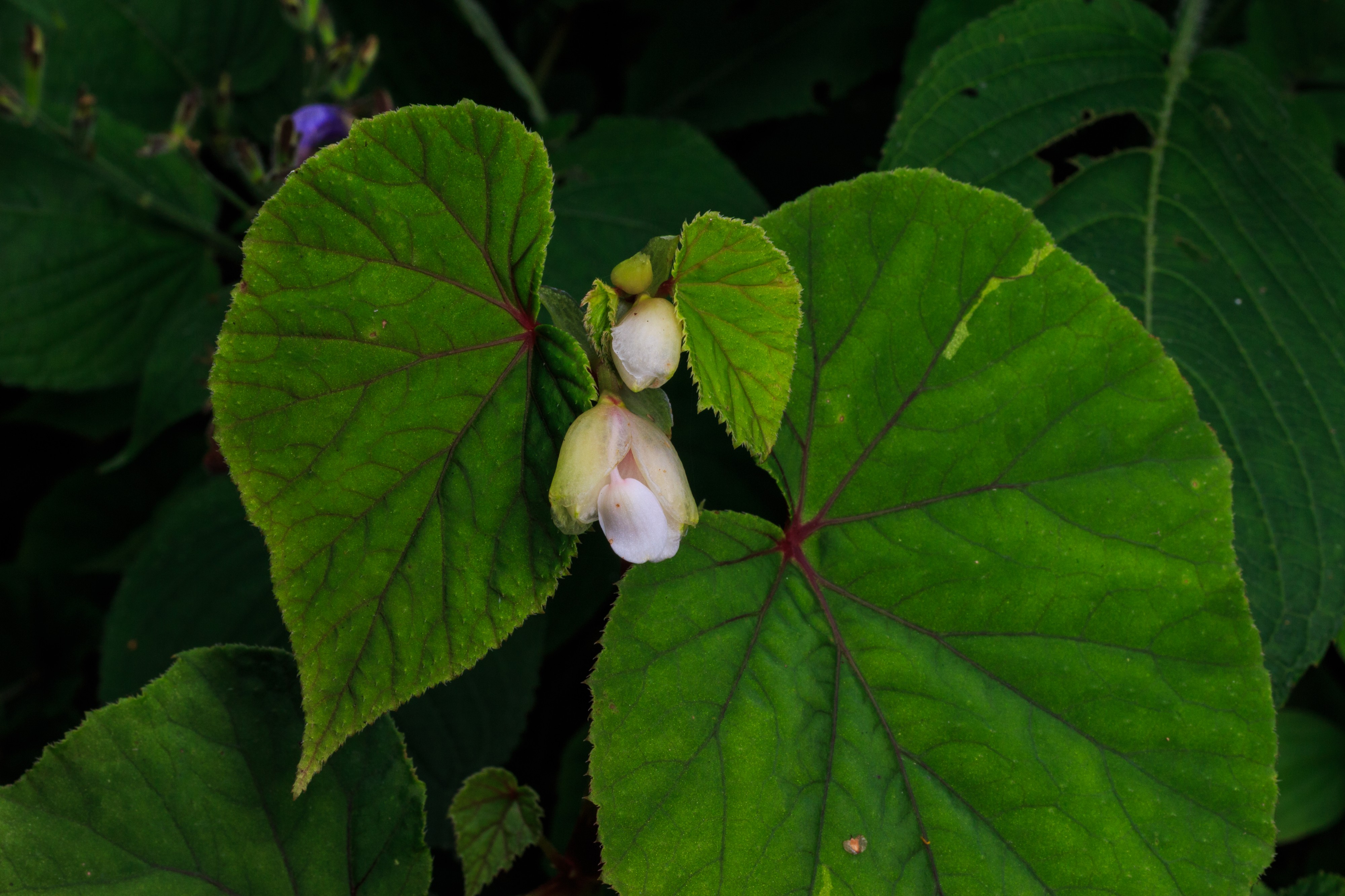 Begonia grandis 'claret jug' 02