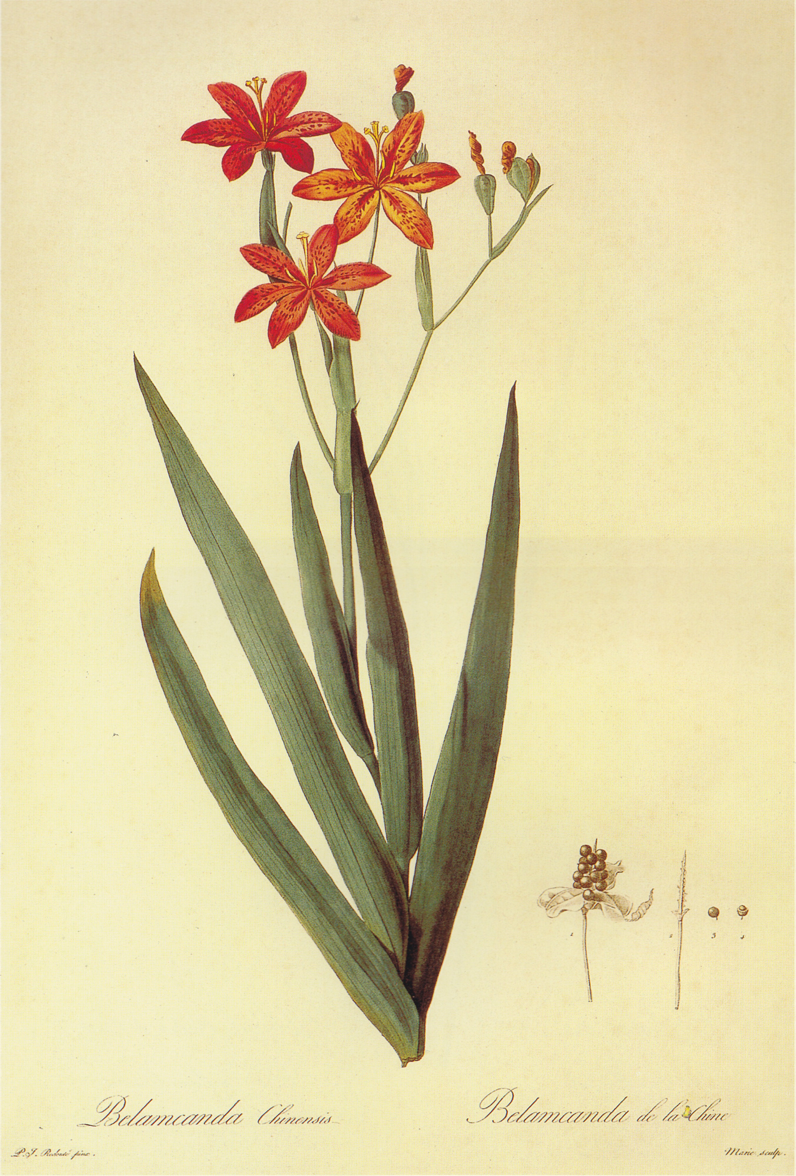 Belamcanda chinensis in Les liliacees