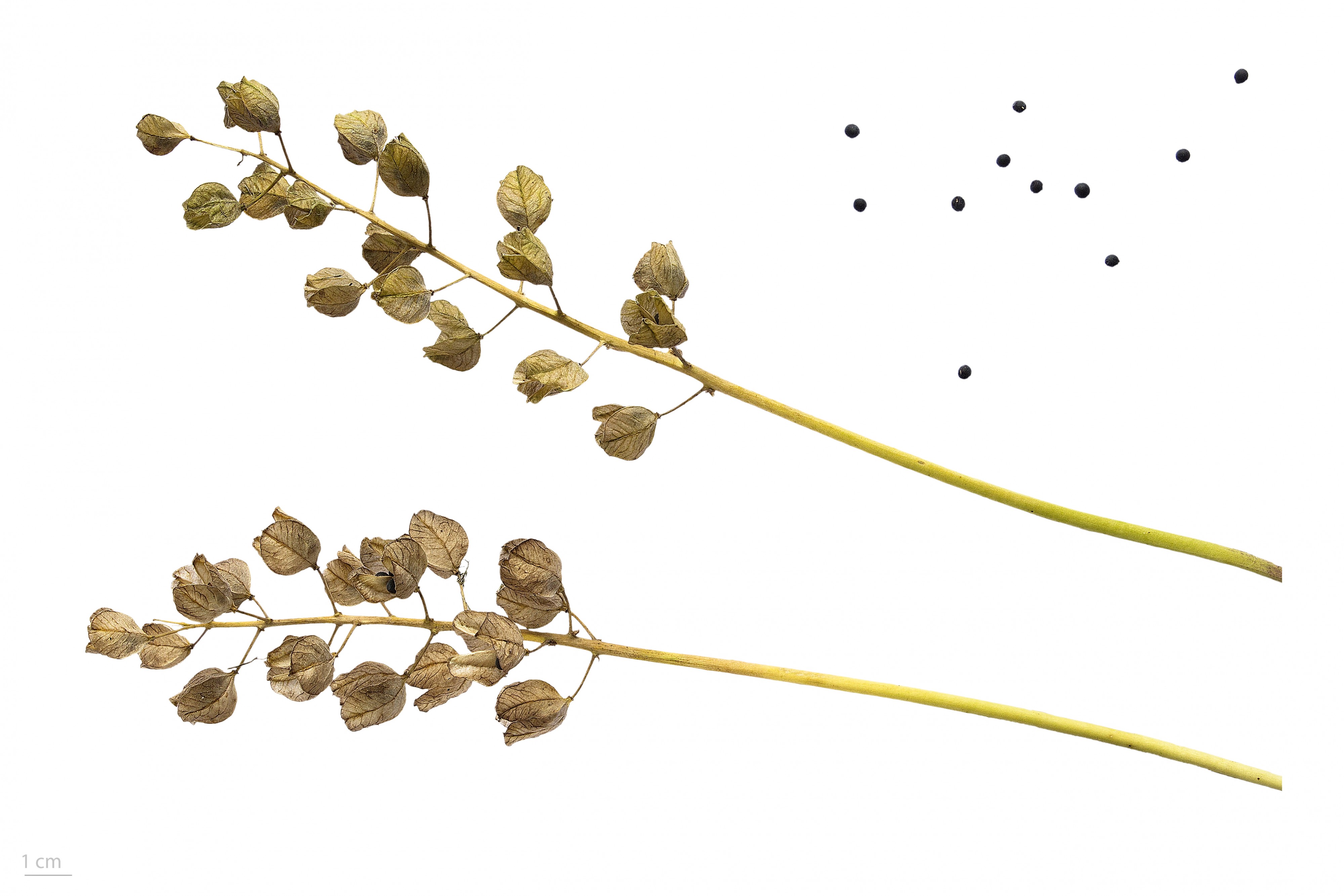 Bellevalia romana 1 MHNT