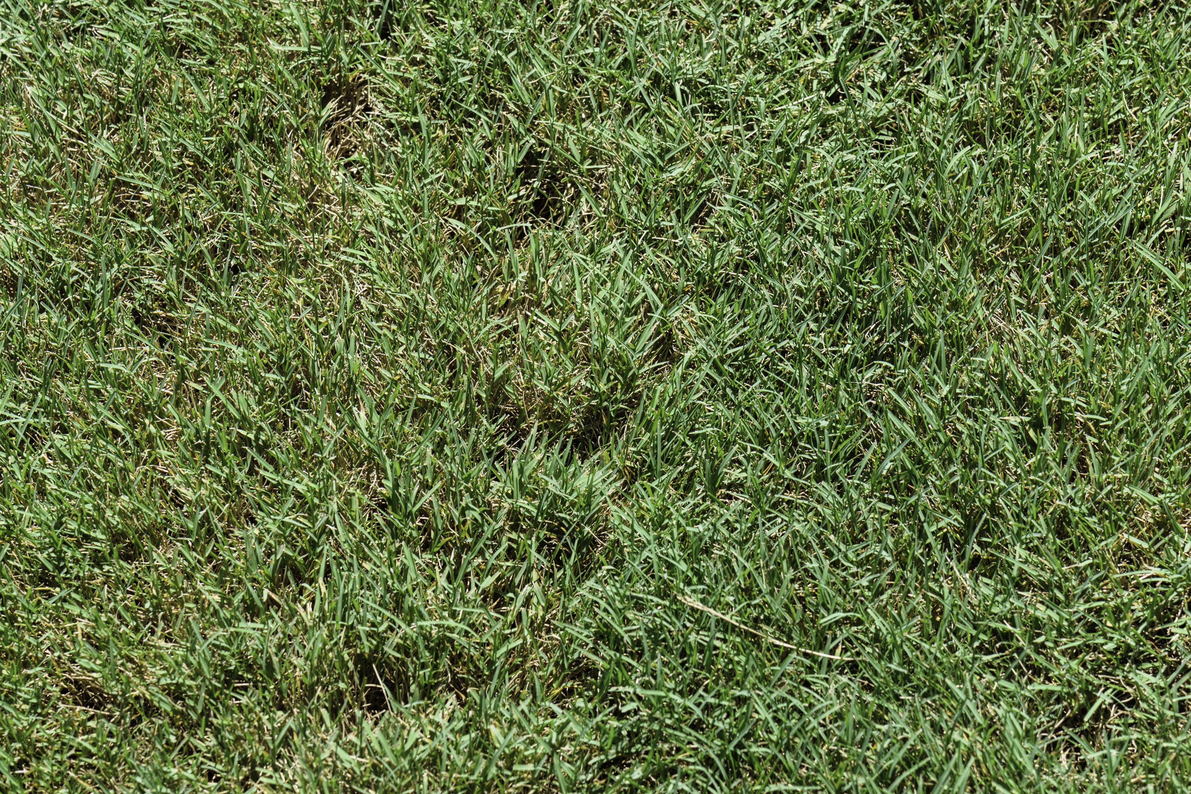 Bentgrass NBG LR