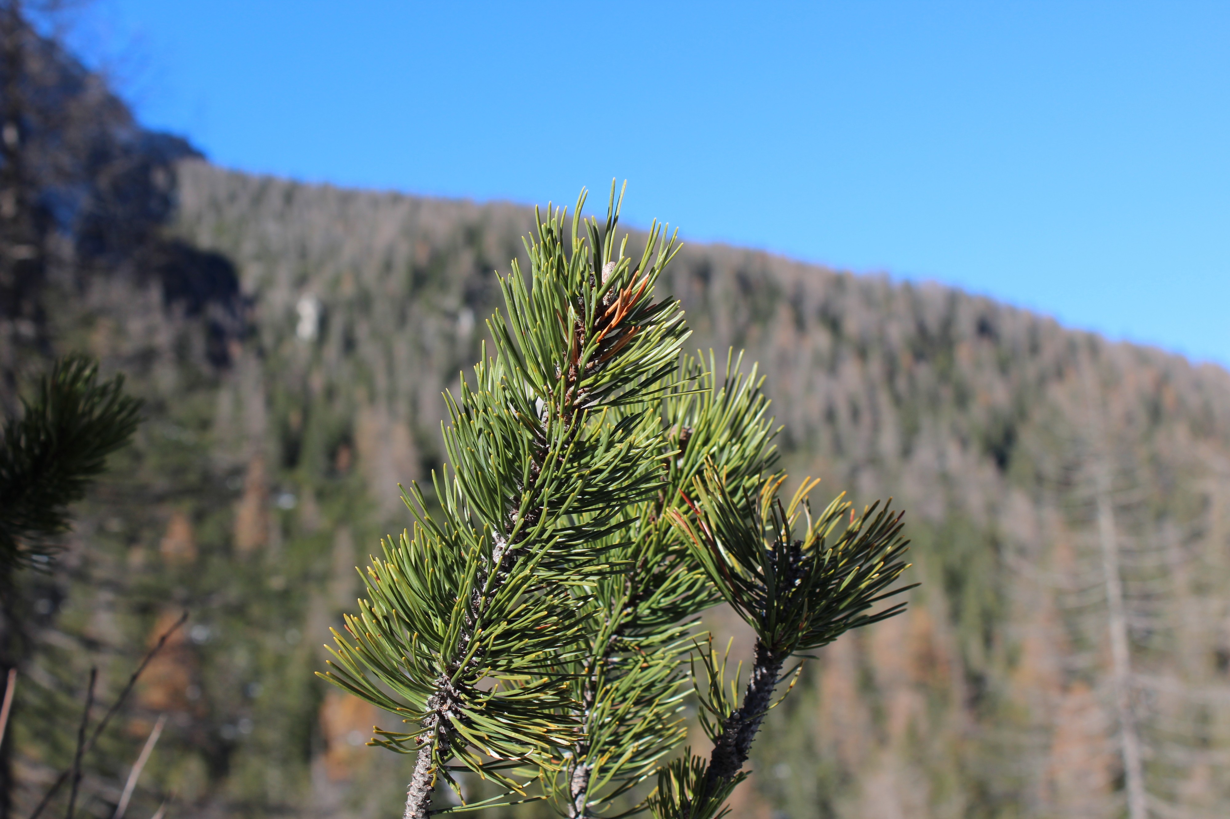 Bergkiefer (Pinus mugo)