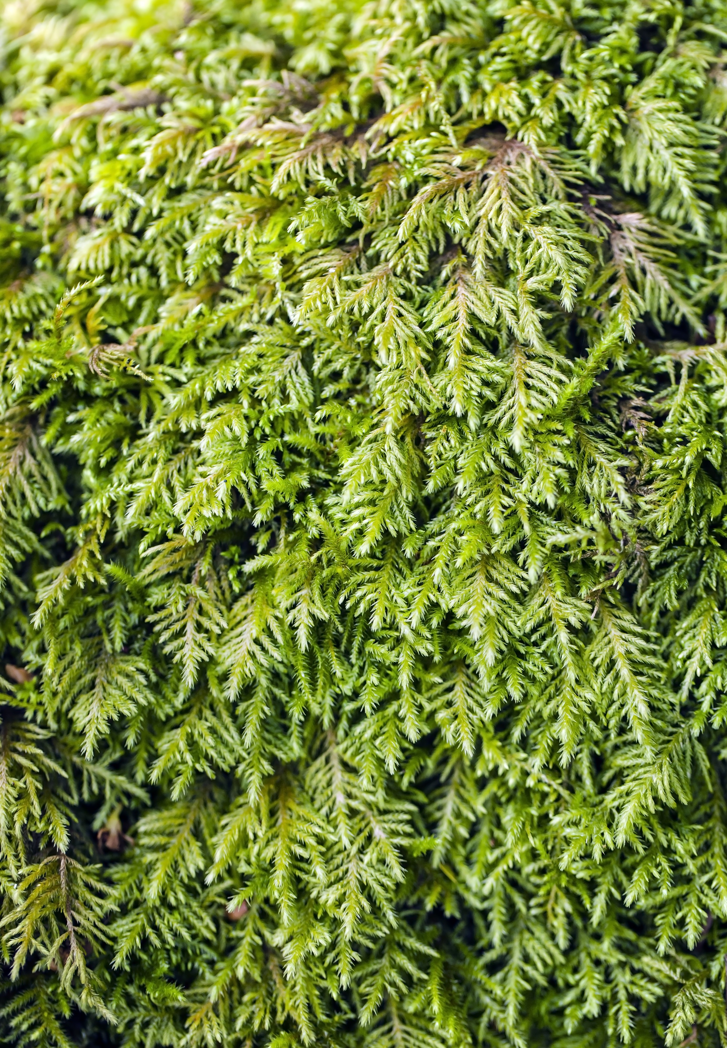 Bestia longipes (bestia moss) (6902492380)