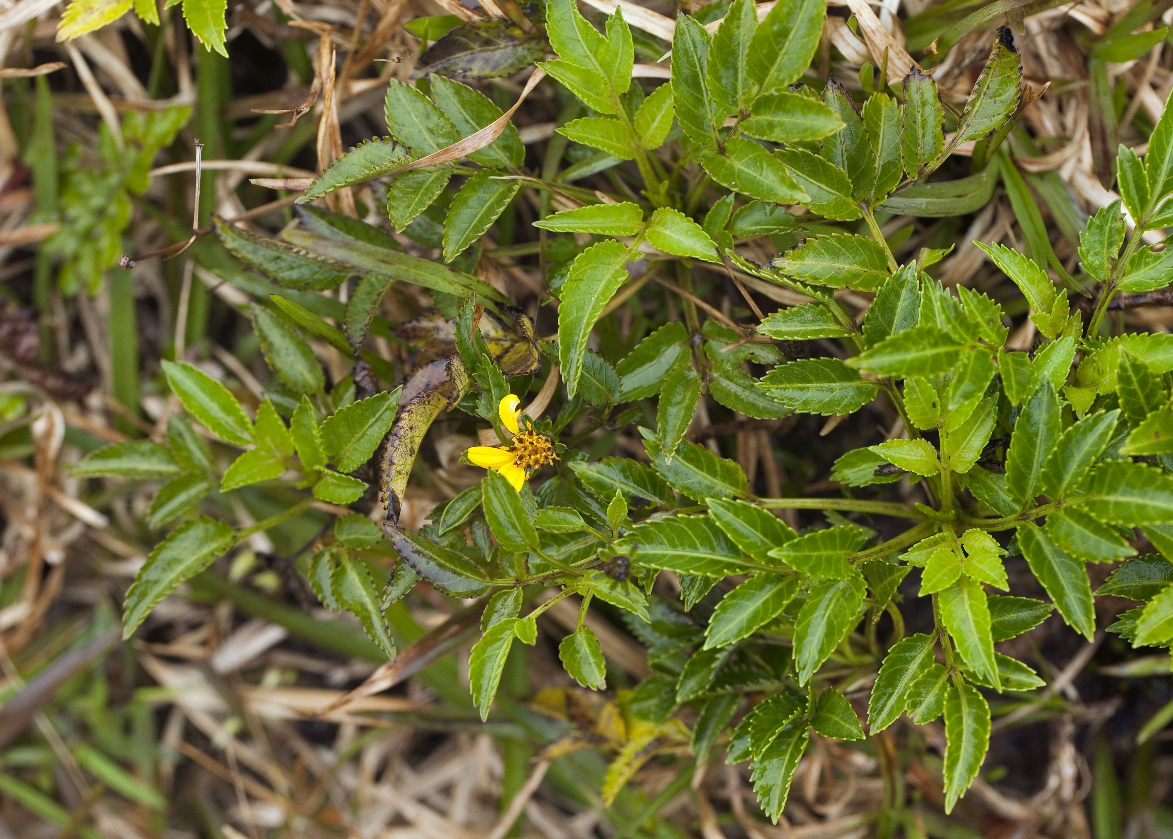 Bidens macrocarpa (largefruit beggarticks) (5861961898)