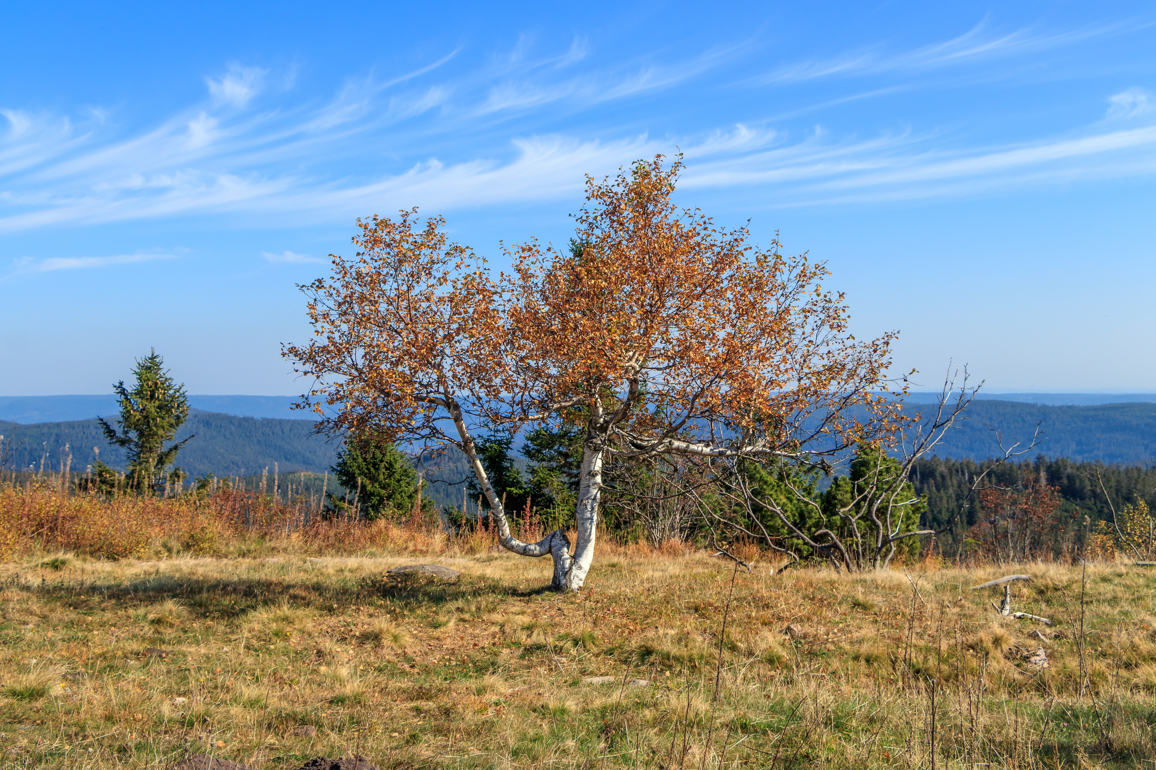 Birch - Hornisgrinde