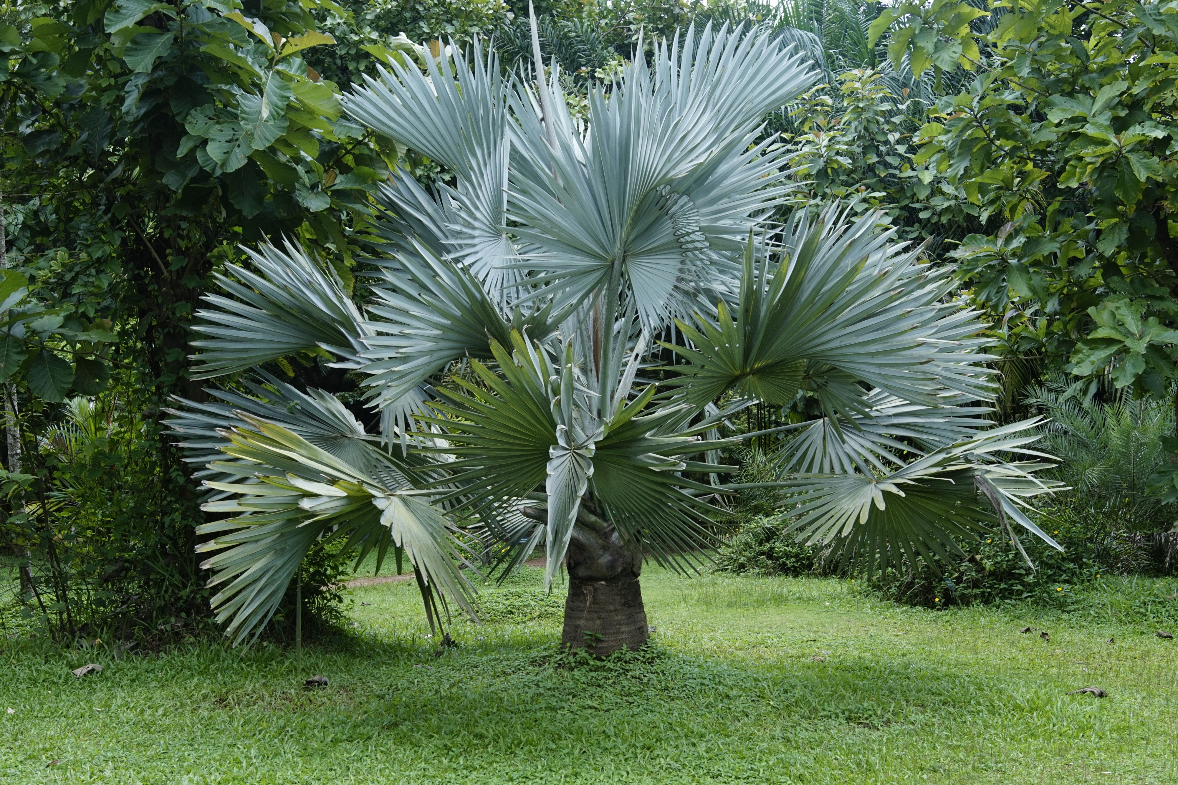 Bismarckia nobilis3498