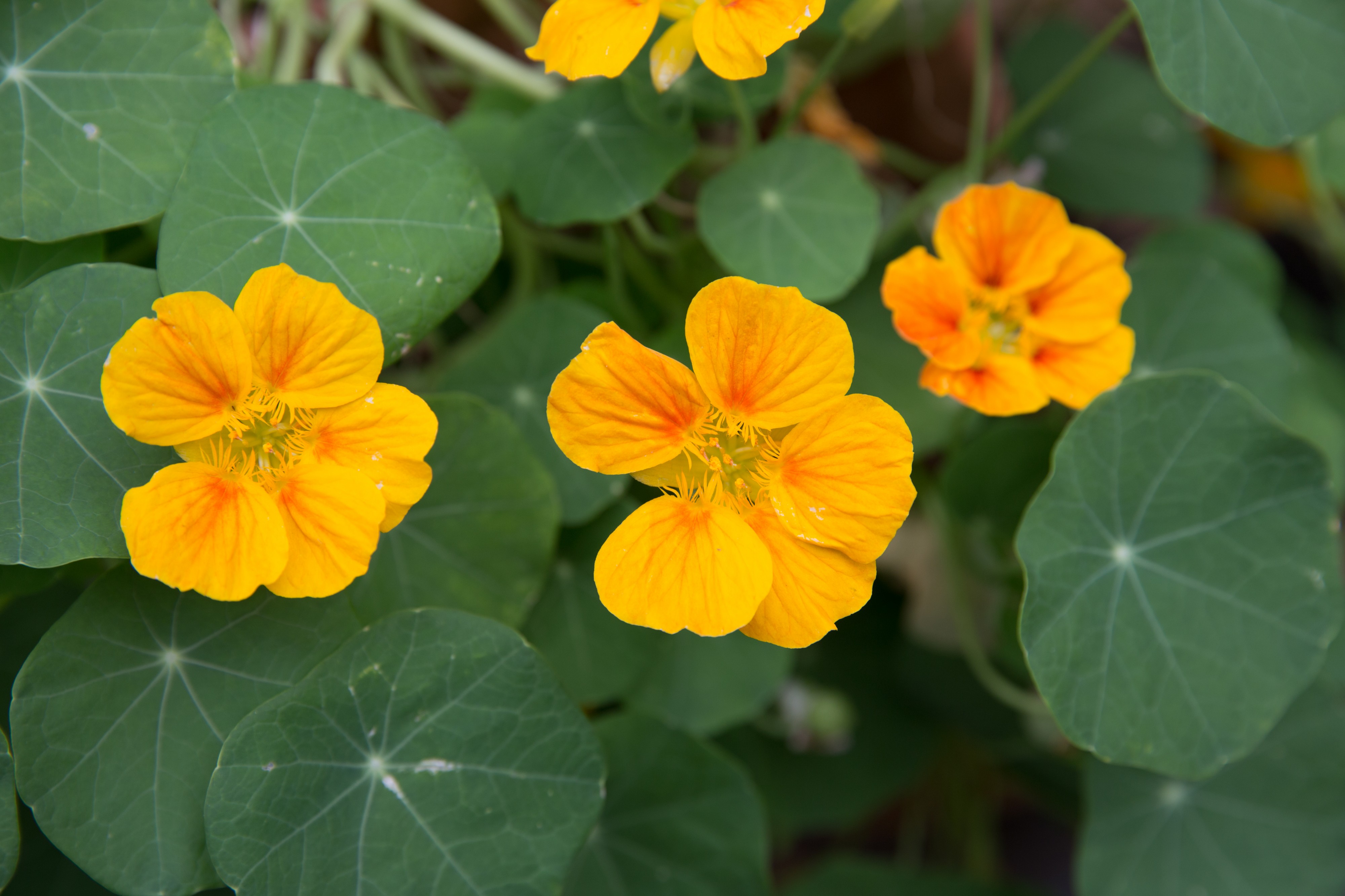 Blüten der Kapuzinerkresse Augsburg Juni 2015 8623