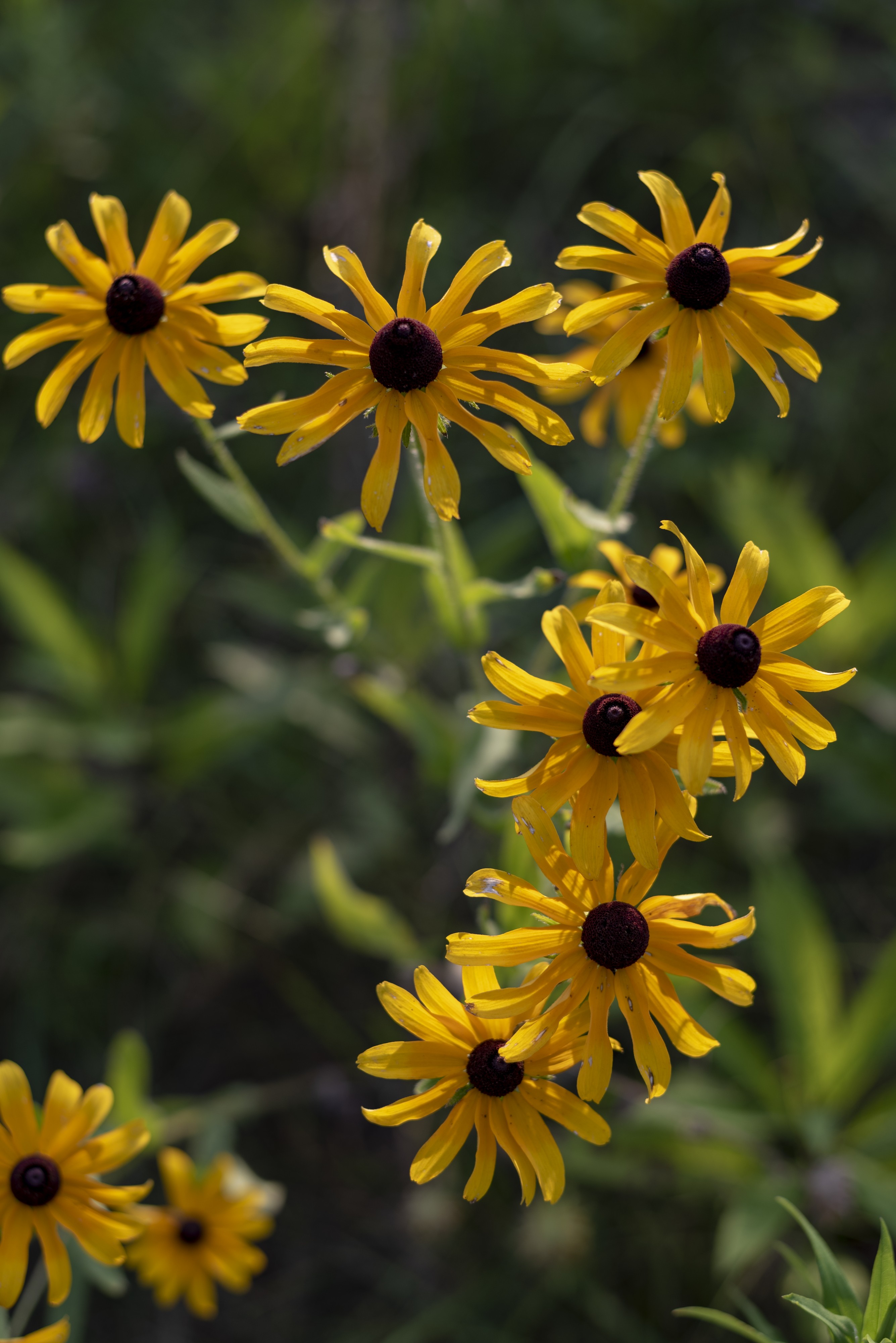 Blacklick Woods - Yellow Coneflower 1