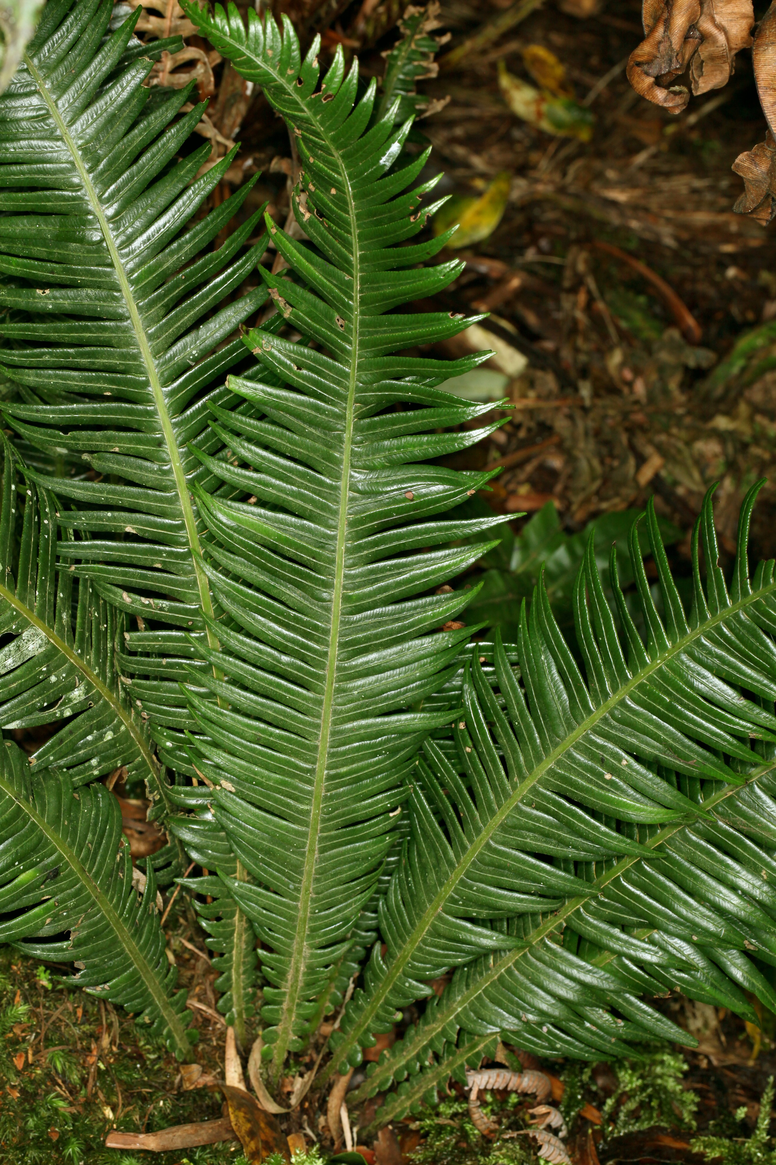 Blechnum contiguum (9043802762)