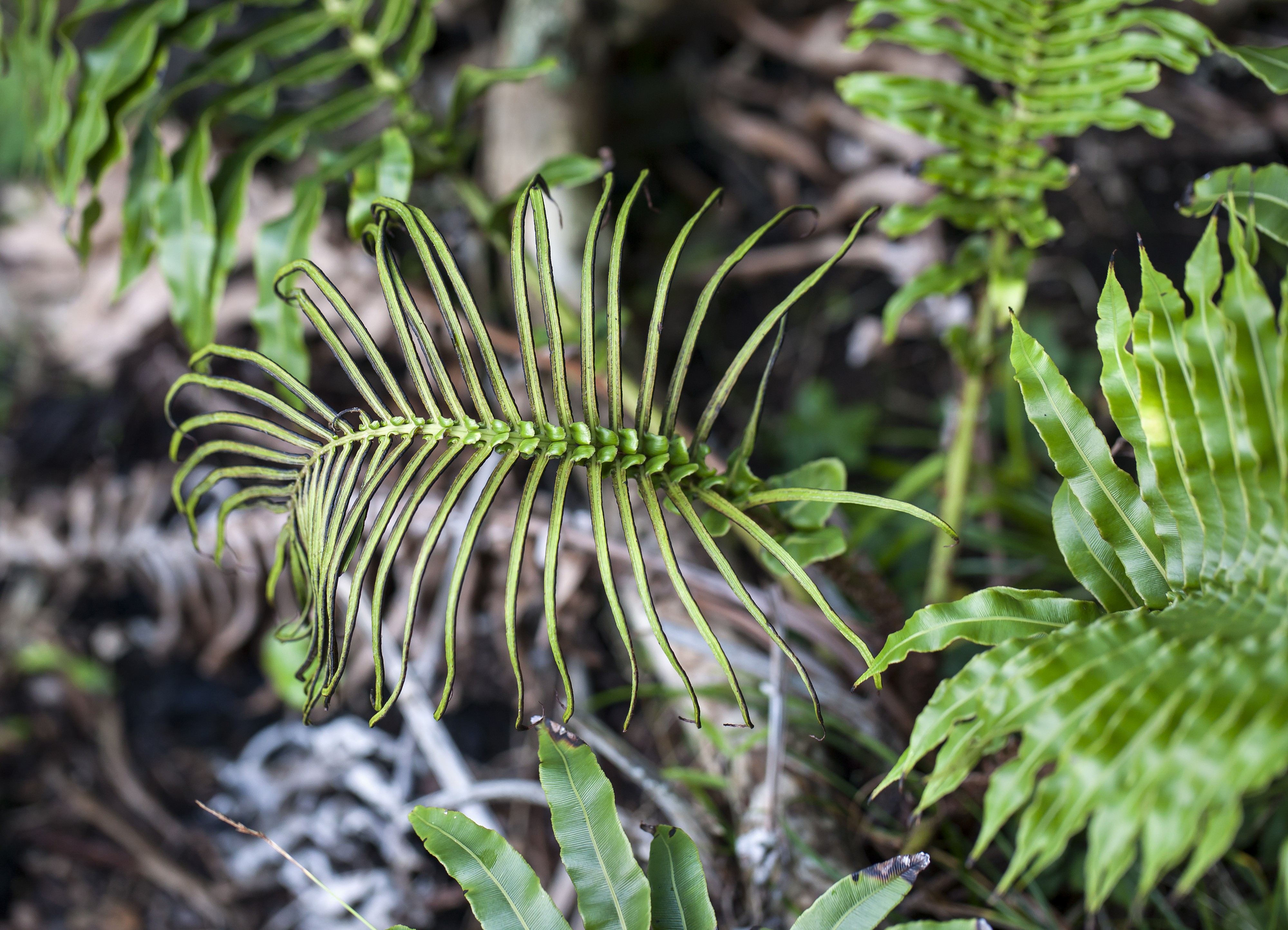 Blechnum howeanum (9018625889)