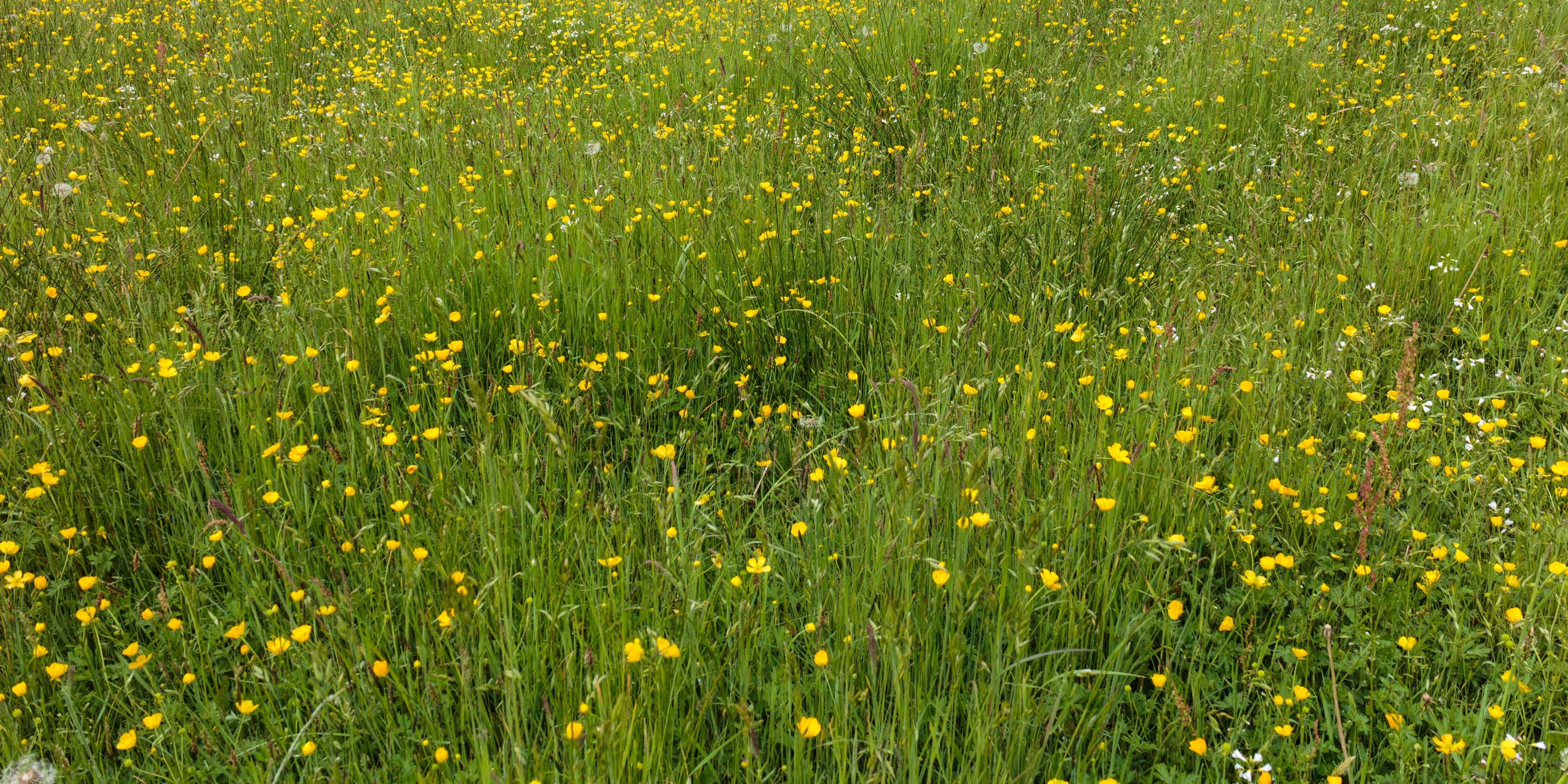 Bloemenweide. Locatie, Natuurterrein De Famberhorst