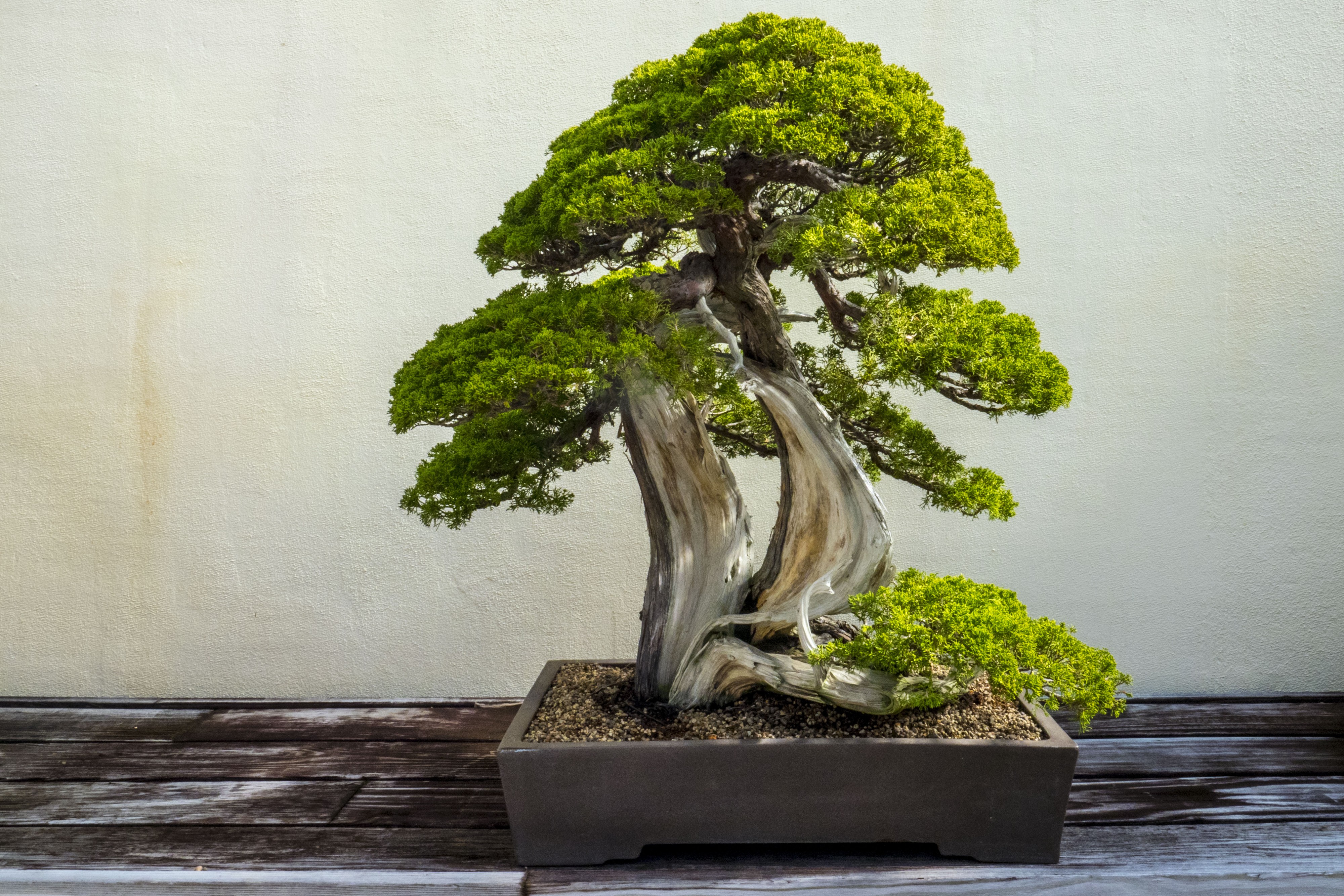 Bonsai by Preston Keres
