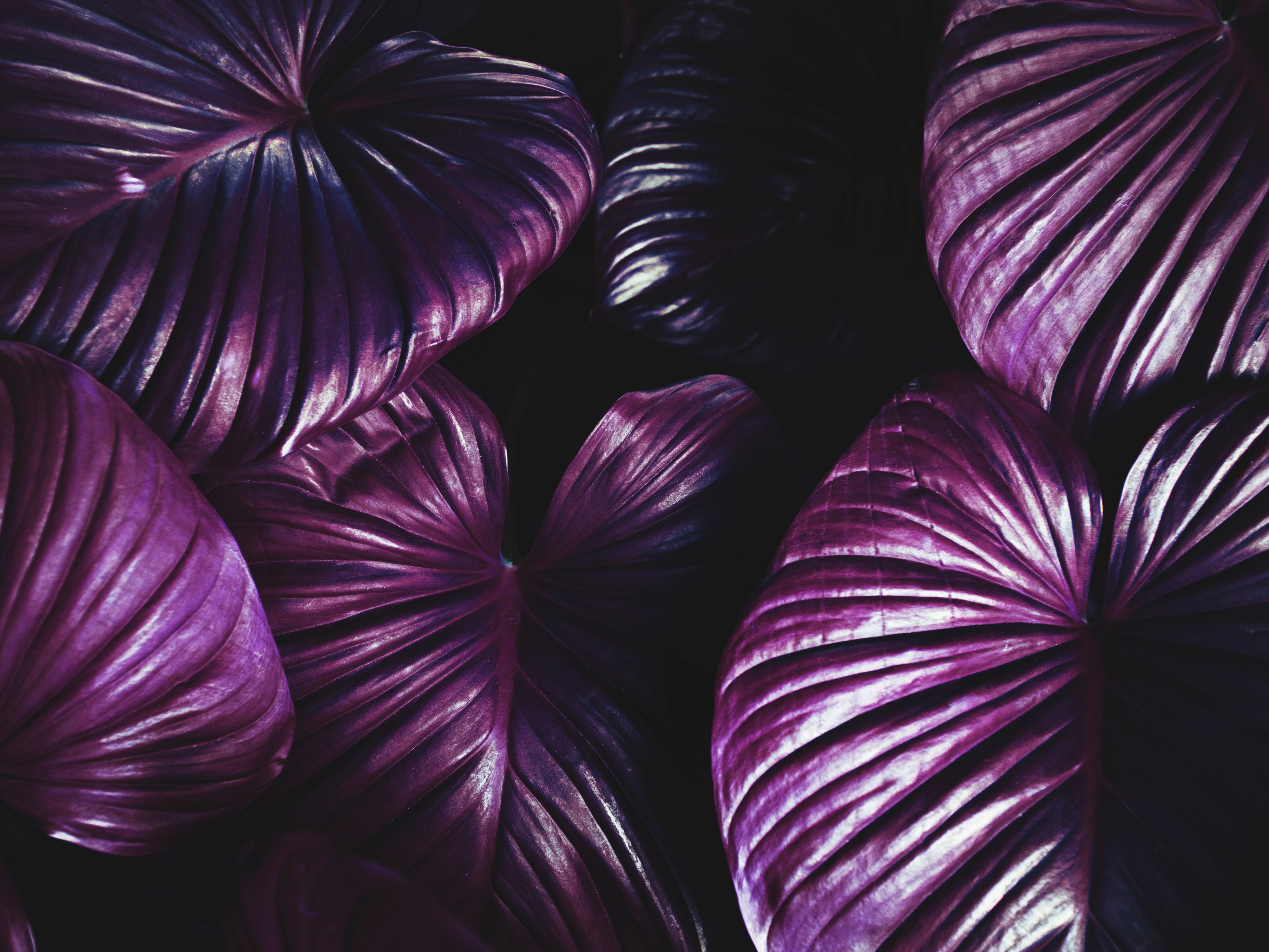 Botanical-colors-dark-889084
