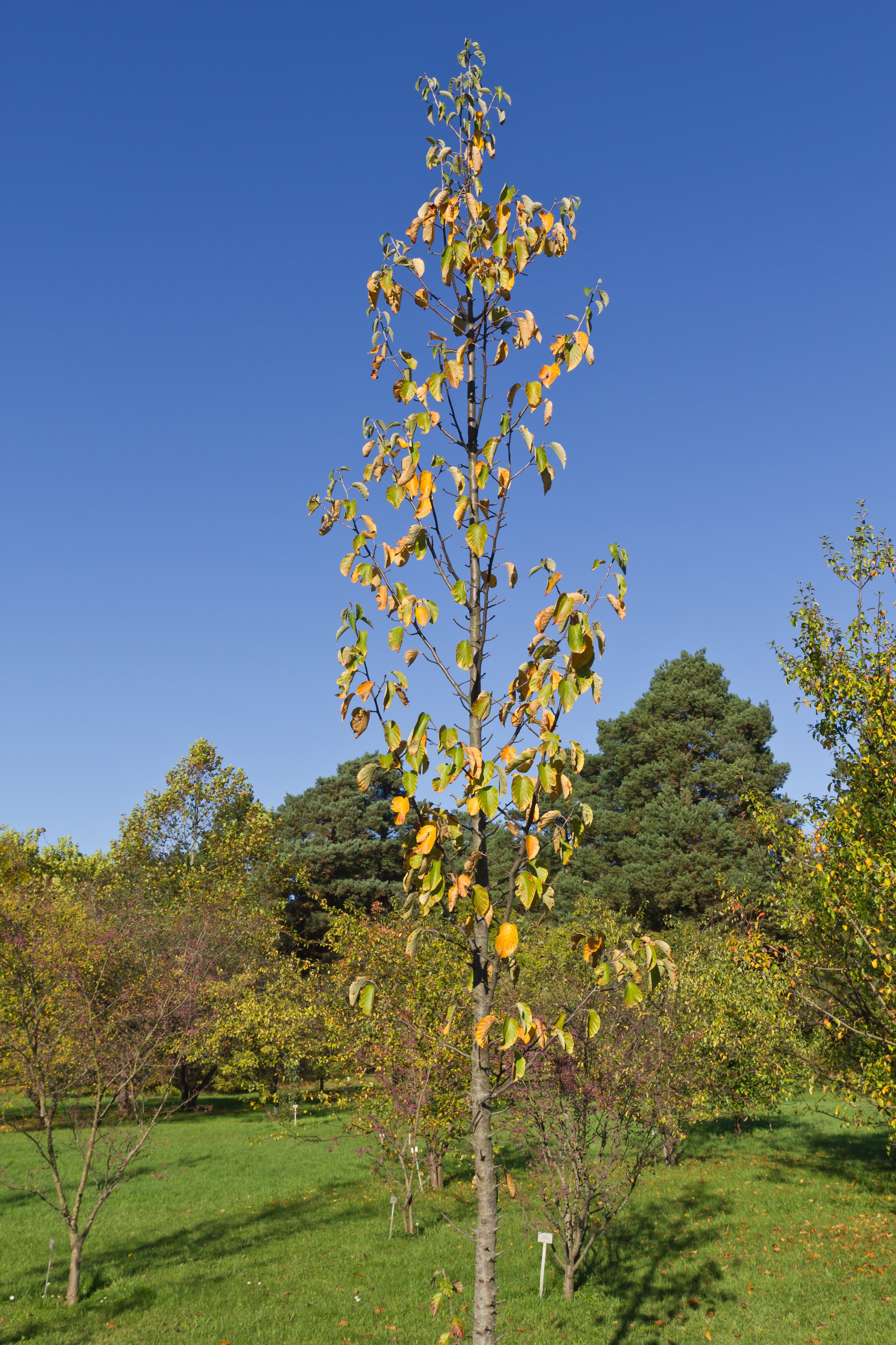 Botanischer Garten Berlin-Dahlem 10-2014 photo09 Malus tschonoskii