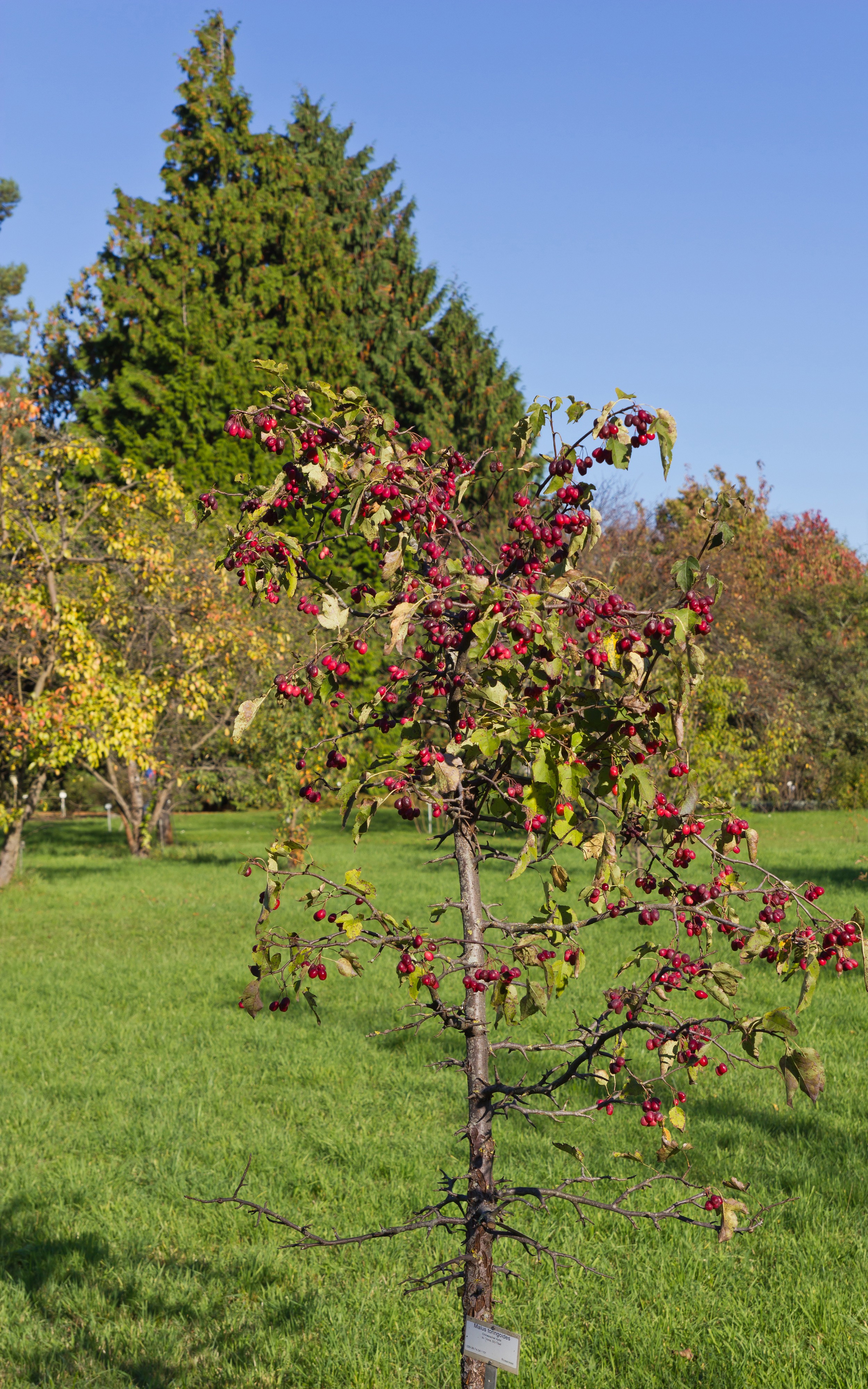 Botanischer Garten Berlin-Dahlem 10-2014 photo10 Malus toringoides