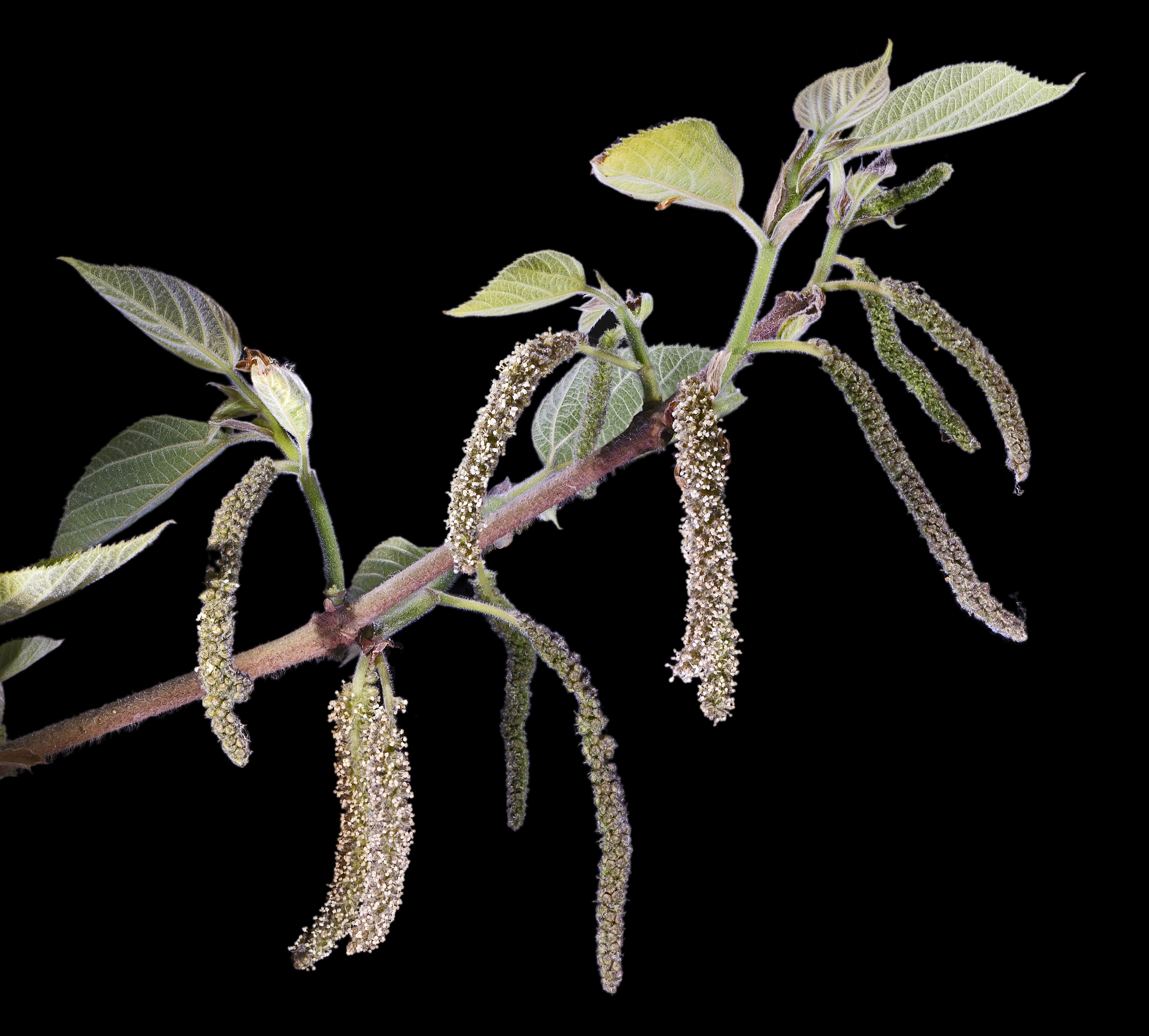 Broussonetia papyrifera - fleurs mâles