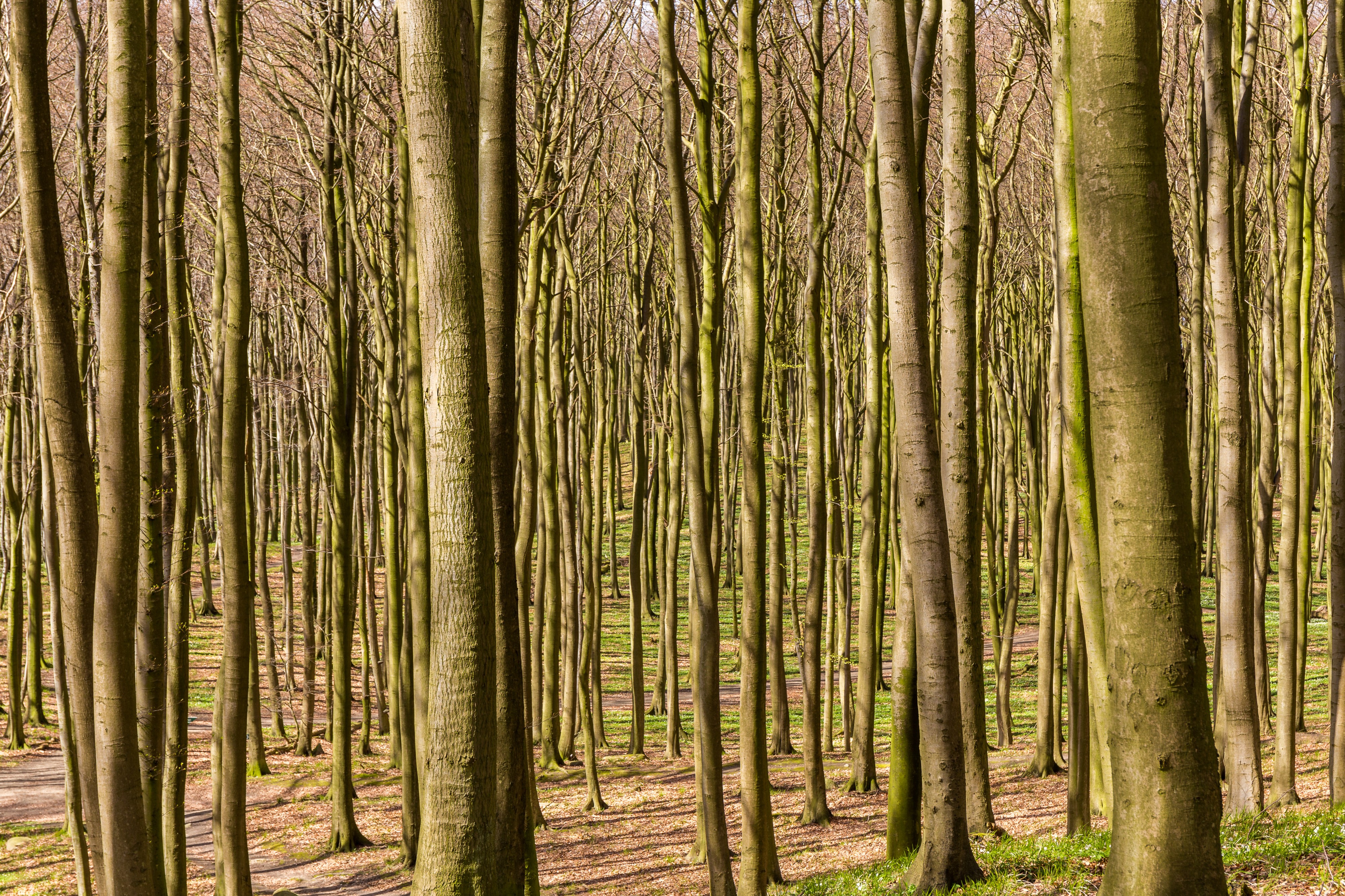 Buchenwald, Nationalpark Jasmund, Rügen, 170422, ako