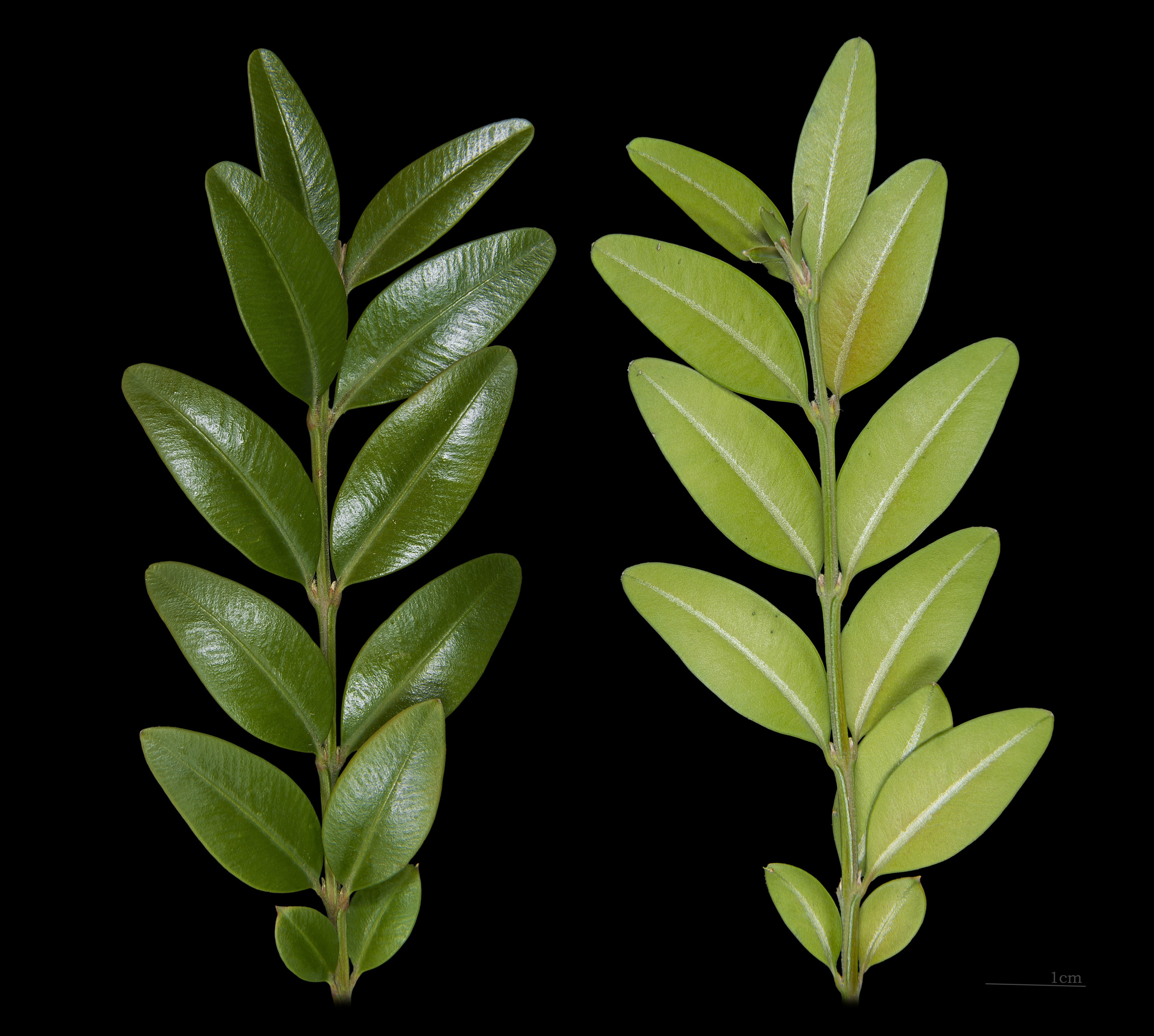 BuisFeuille
