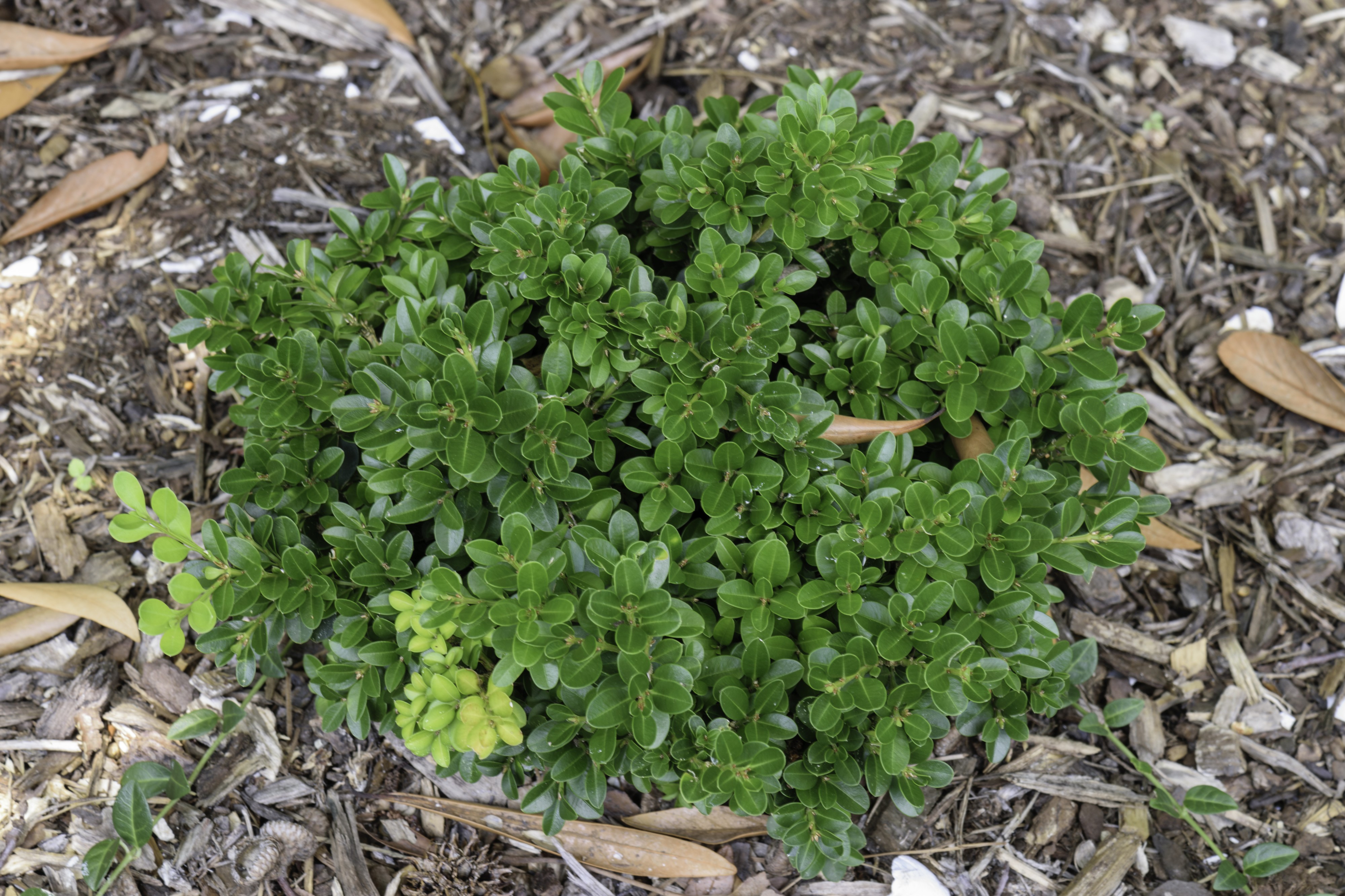 Buxus microphylla Morris Dwarf NBG LR