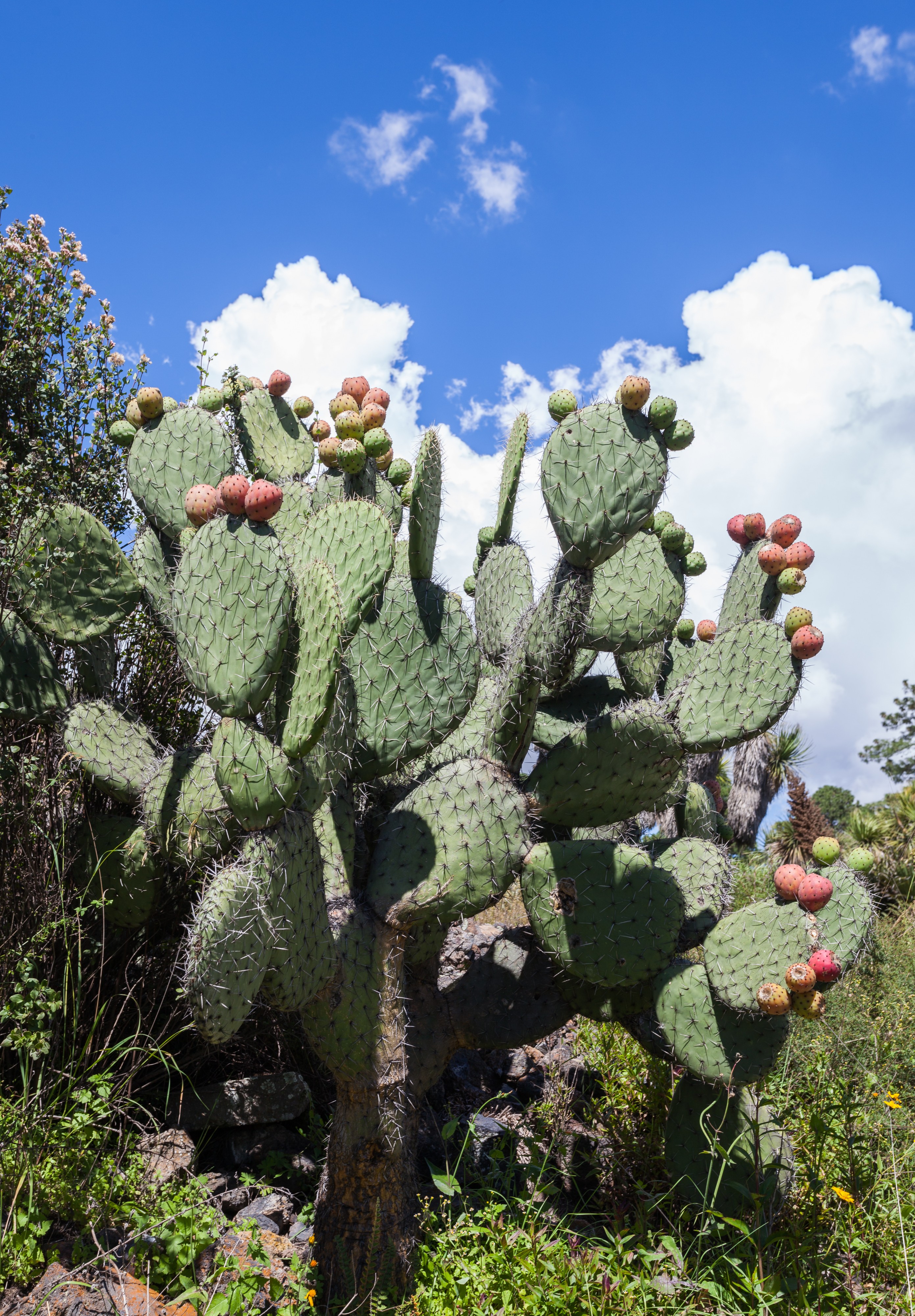 Cactus (Opuntia ficus-indica), Zona arqueológica de Cantona, Puebla, México, 2013-10-11, DD 01