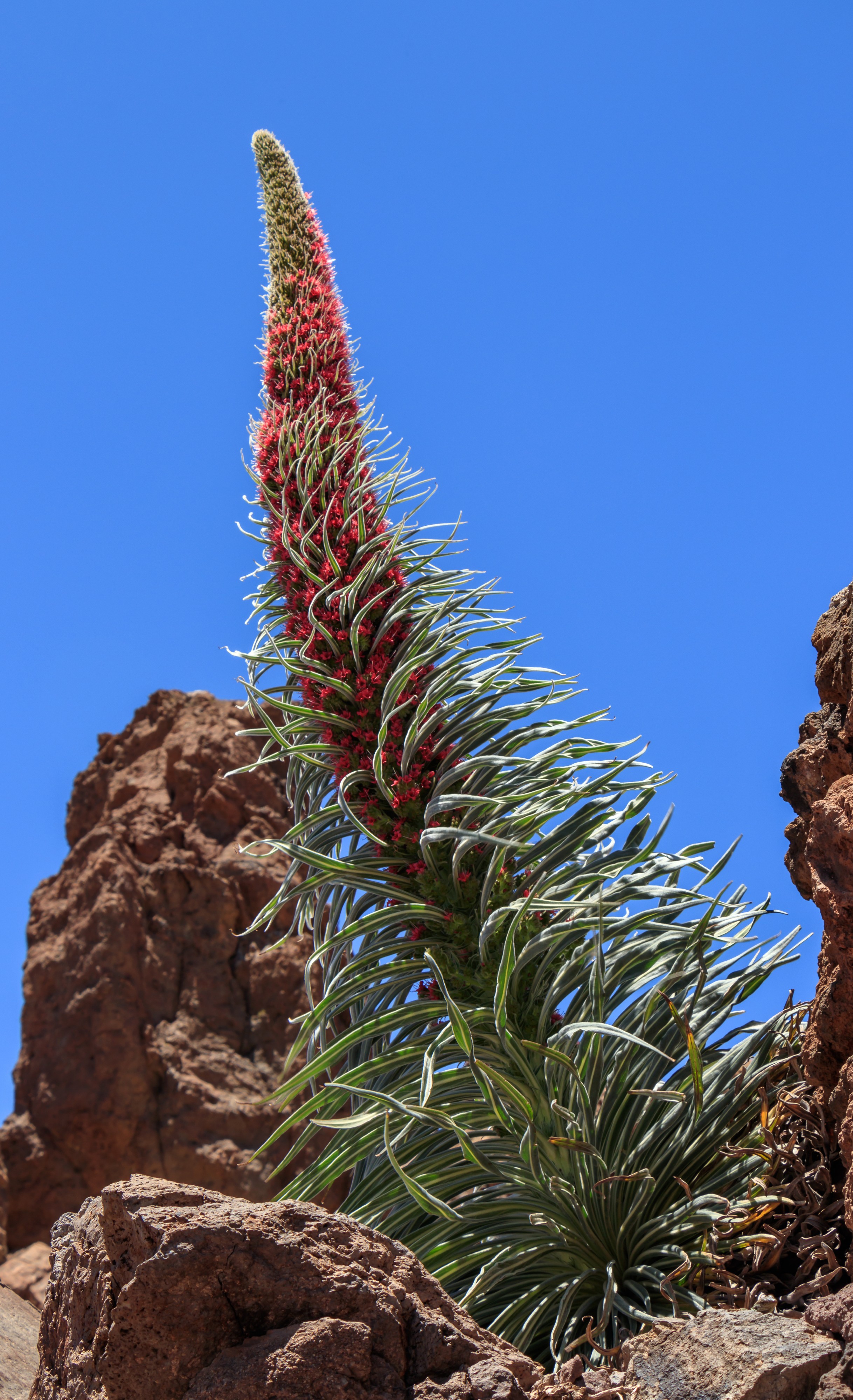 Caldera de las Cañadas - Echium wildpretii - 03