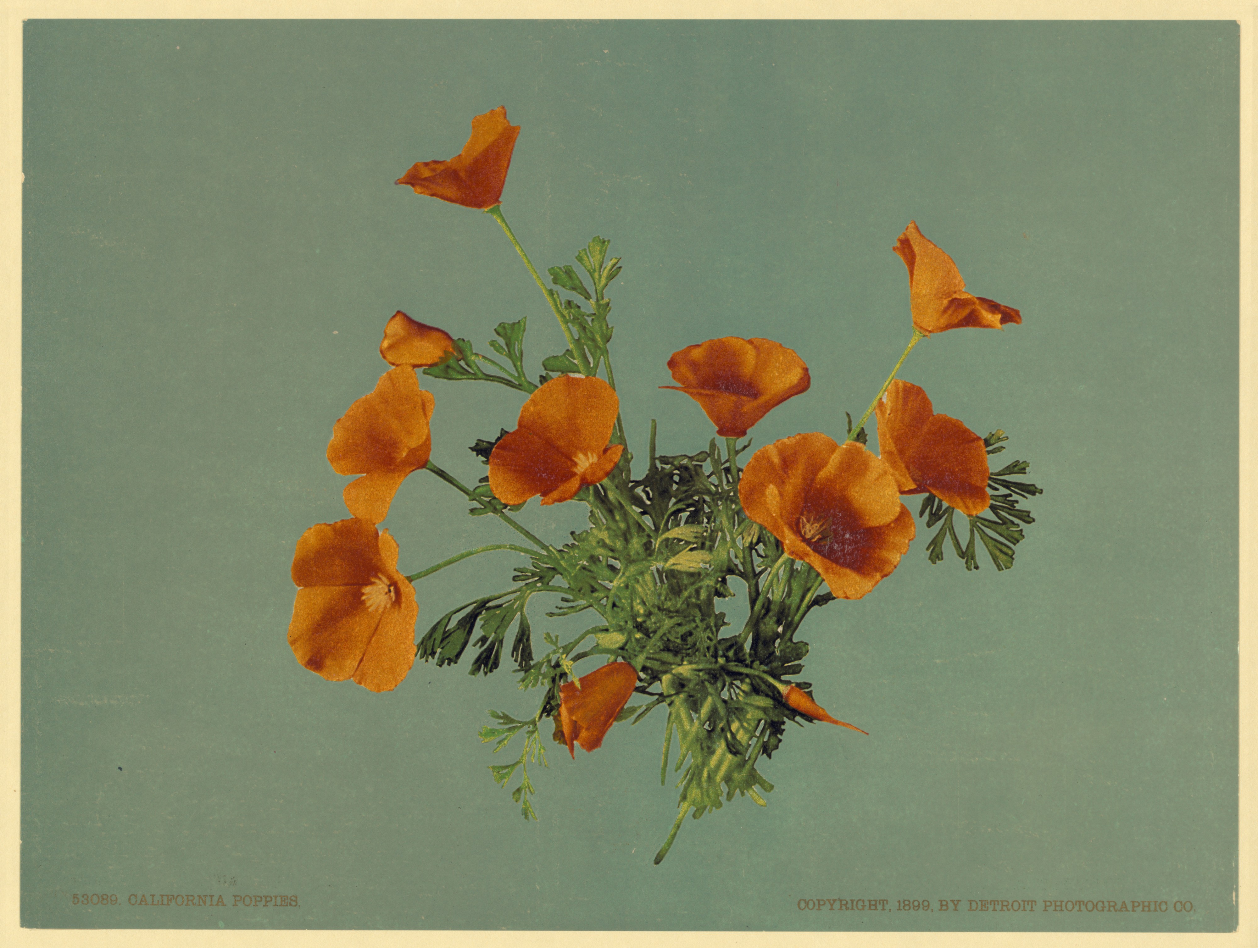 California poppies (LOC ppmsca.18306)