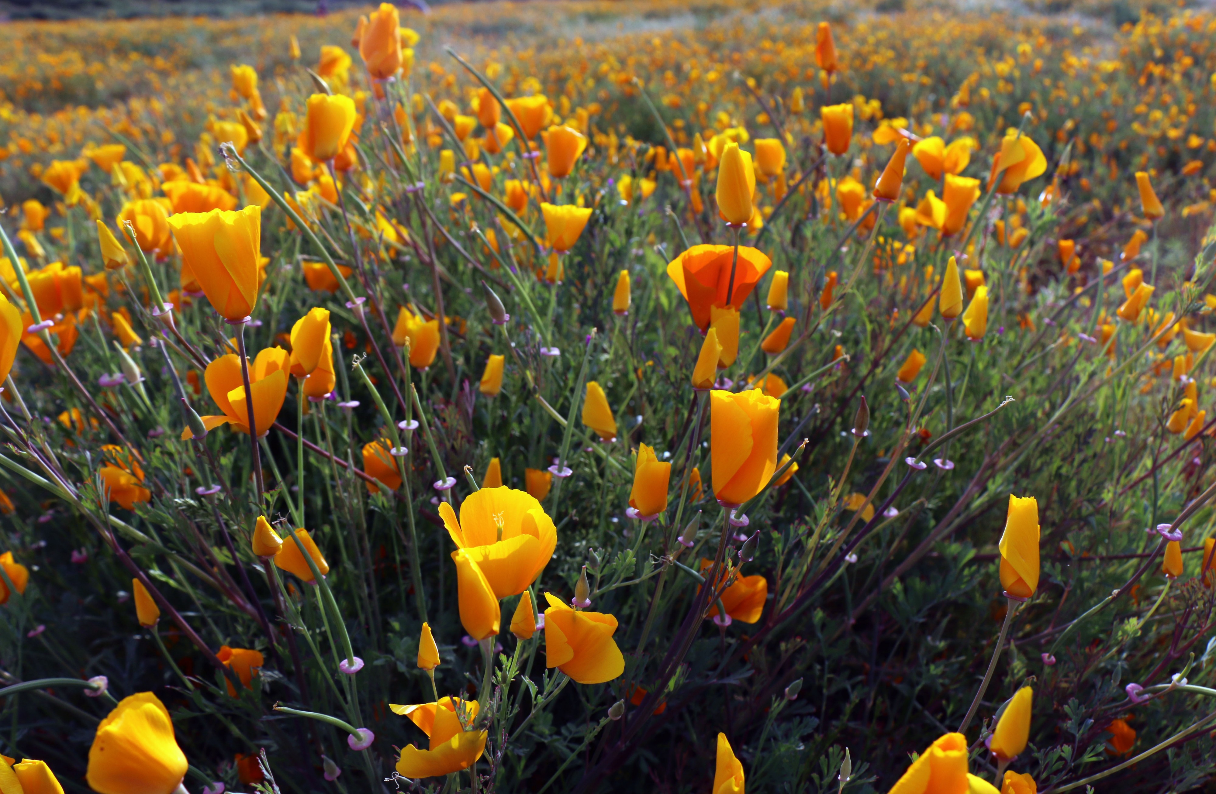 California poppy near Lake Elsinore, CA (32754112204)