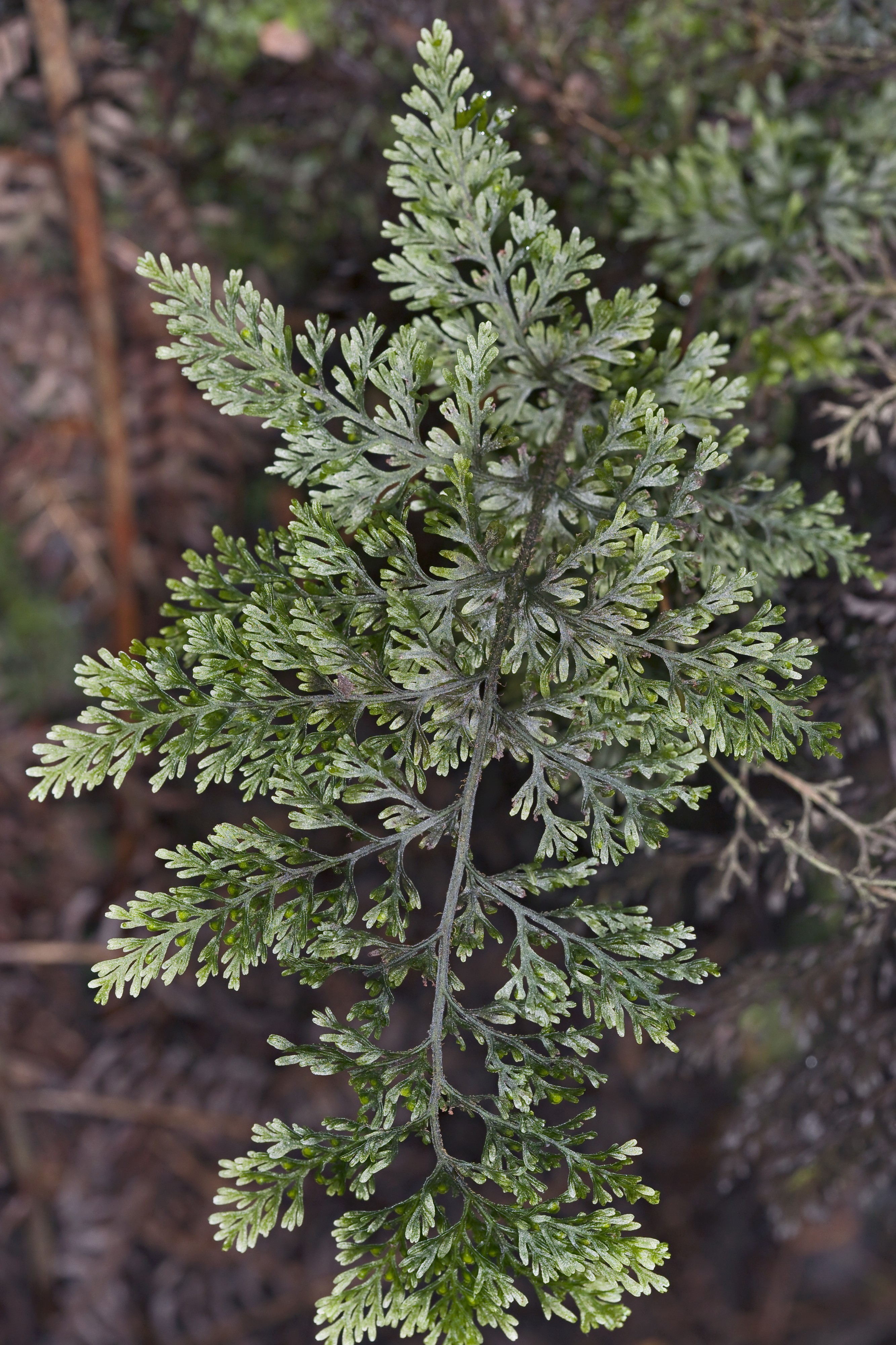 Callistopteris baldwinii (5113687076)