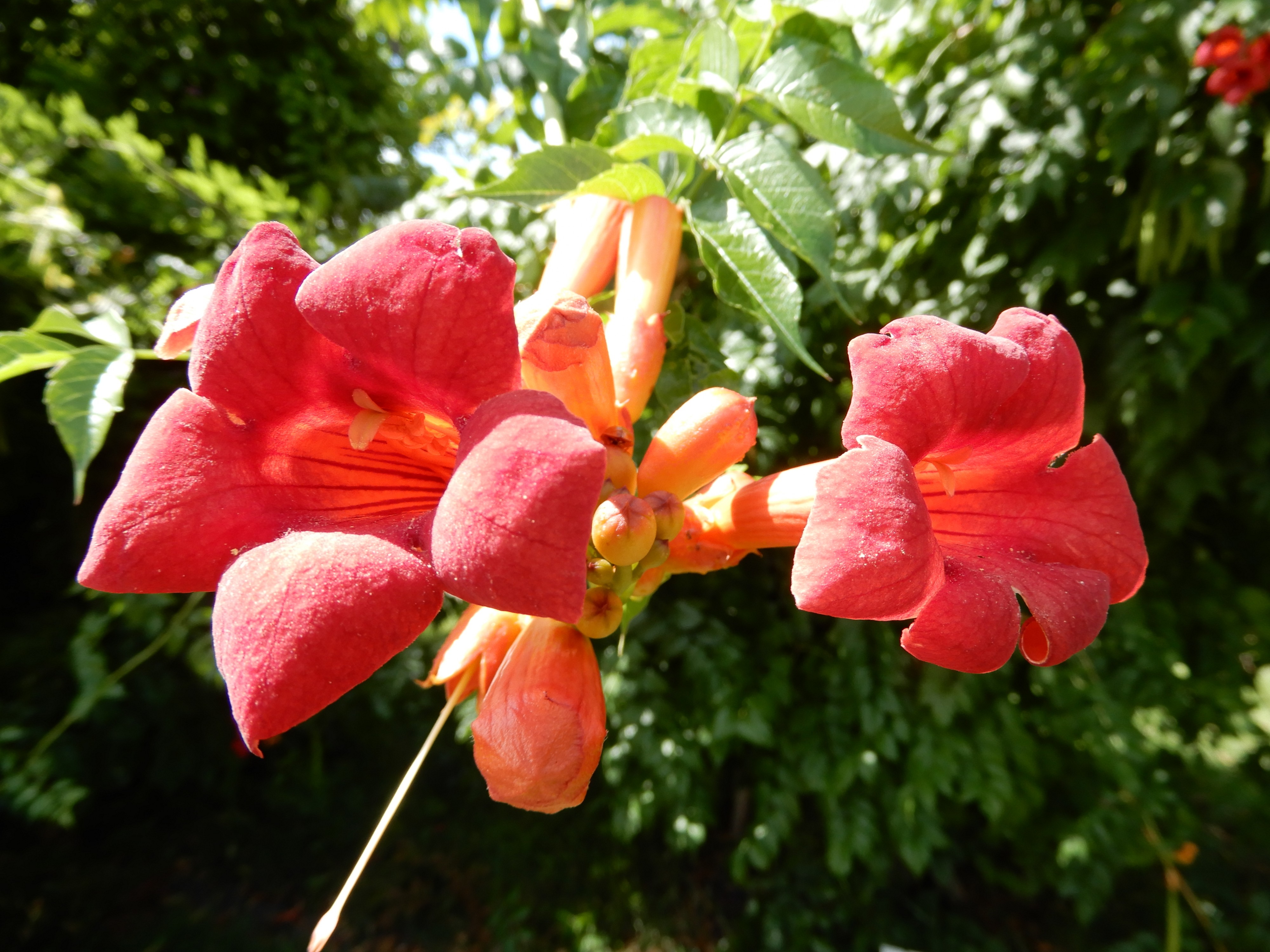 Campsis grandiflora, 1