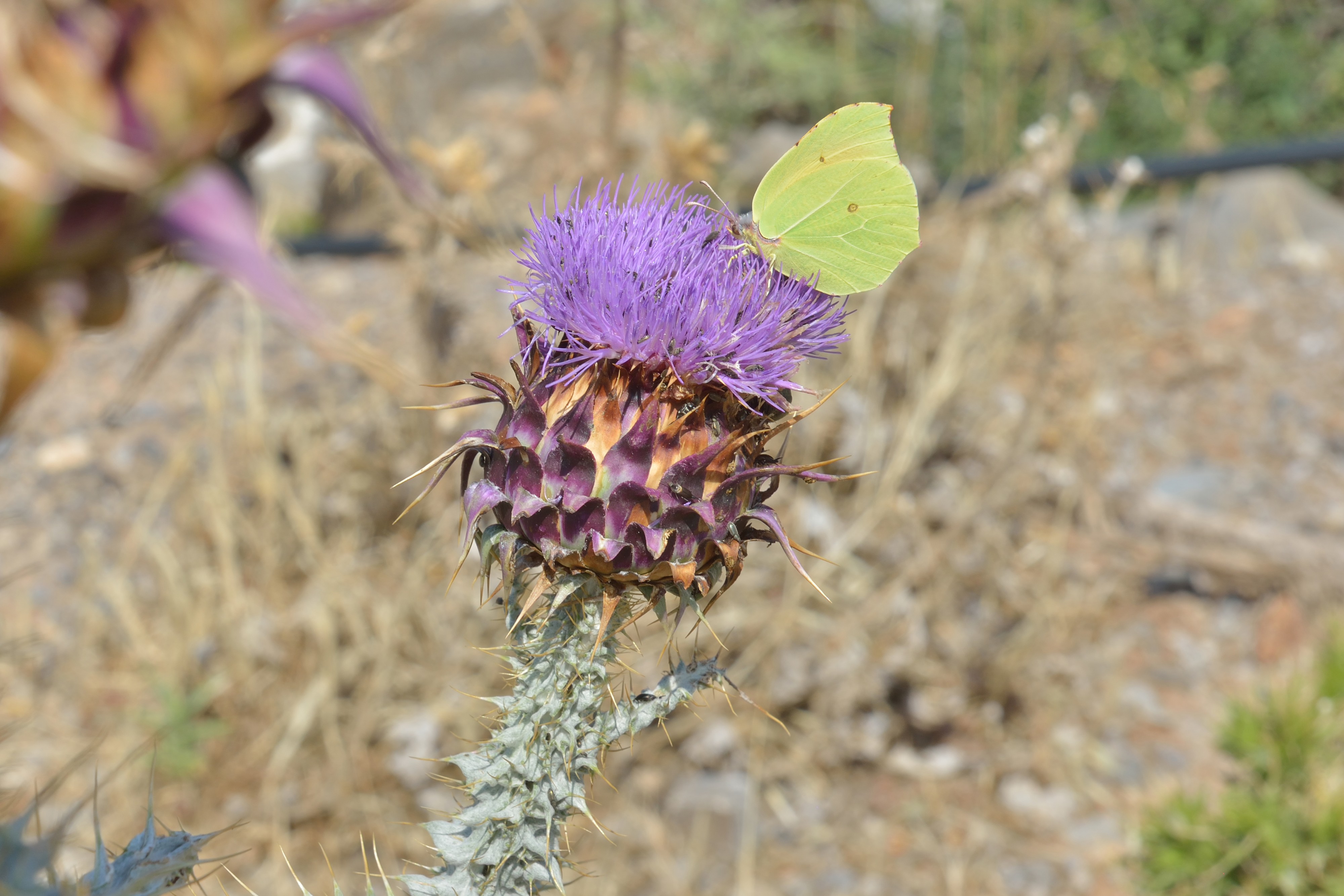 Carduus on Crete with clouded yellow