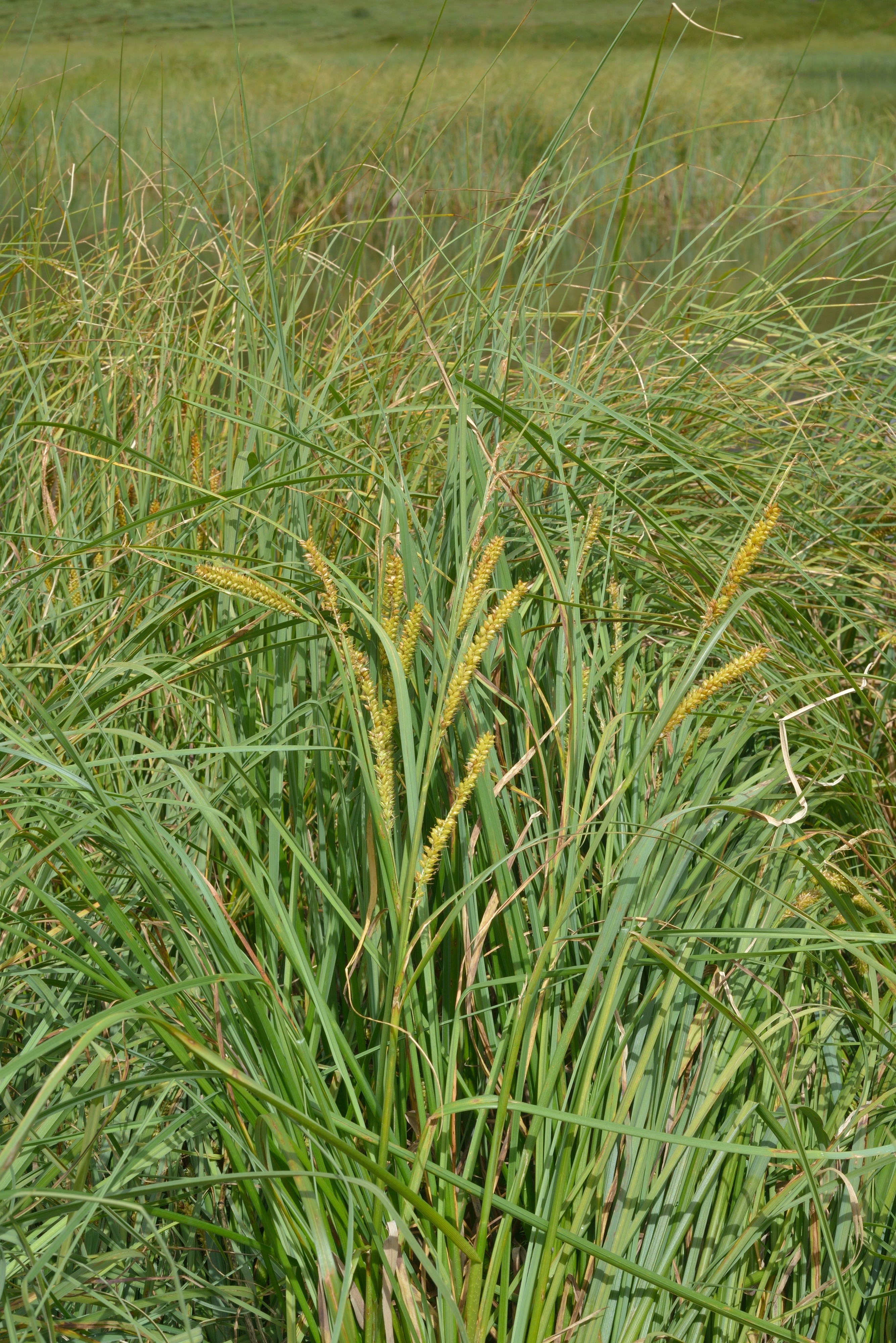 Carex rostrata iërba dl lech da Rijeda Mastlé