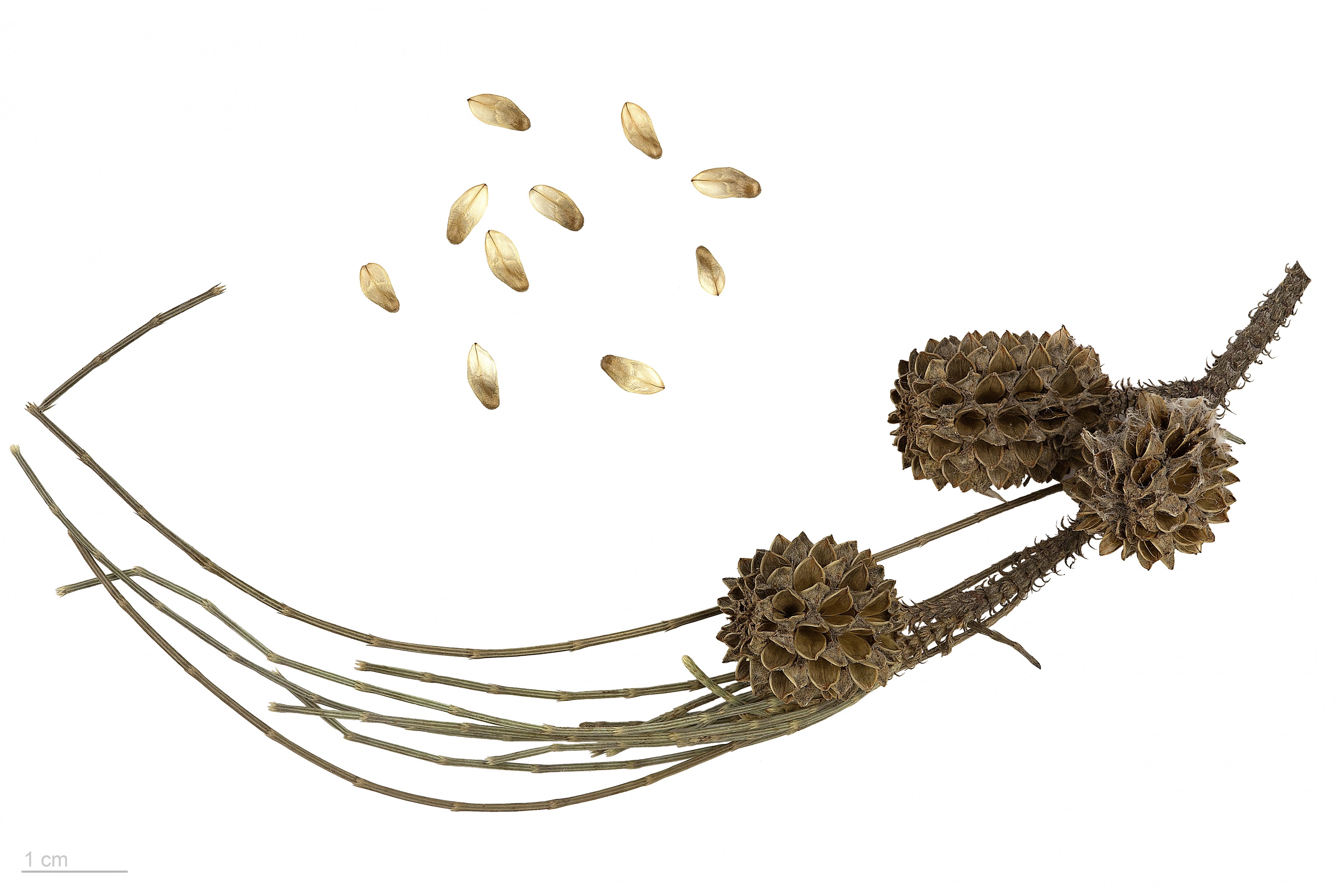 Casuarina equisetifolia MHNT.BOT.2016.24.39
